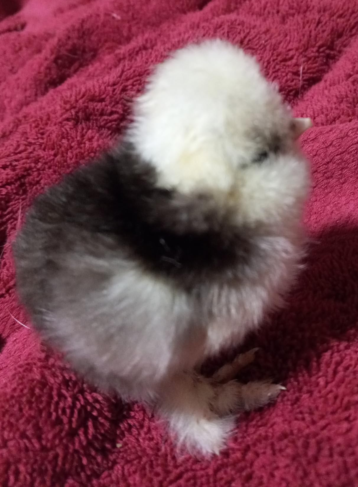 Harris Farms Nurture Right Egg Incubator with Auto Turner, Holds 22 Eggs customer photo 2