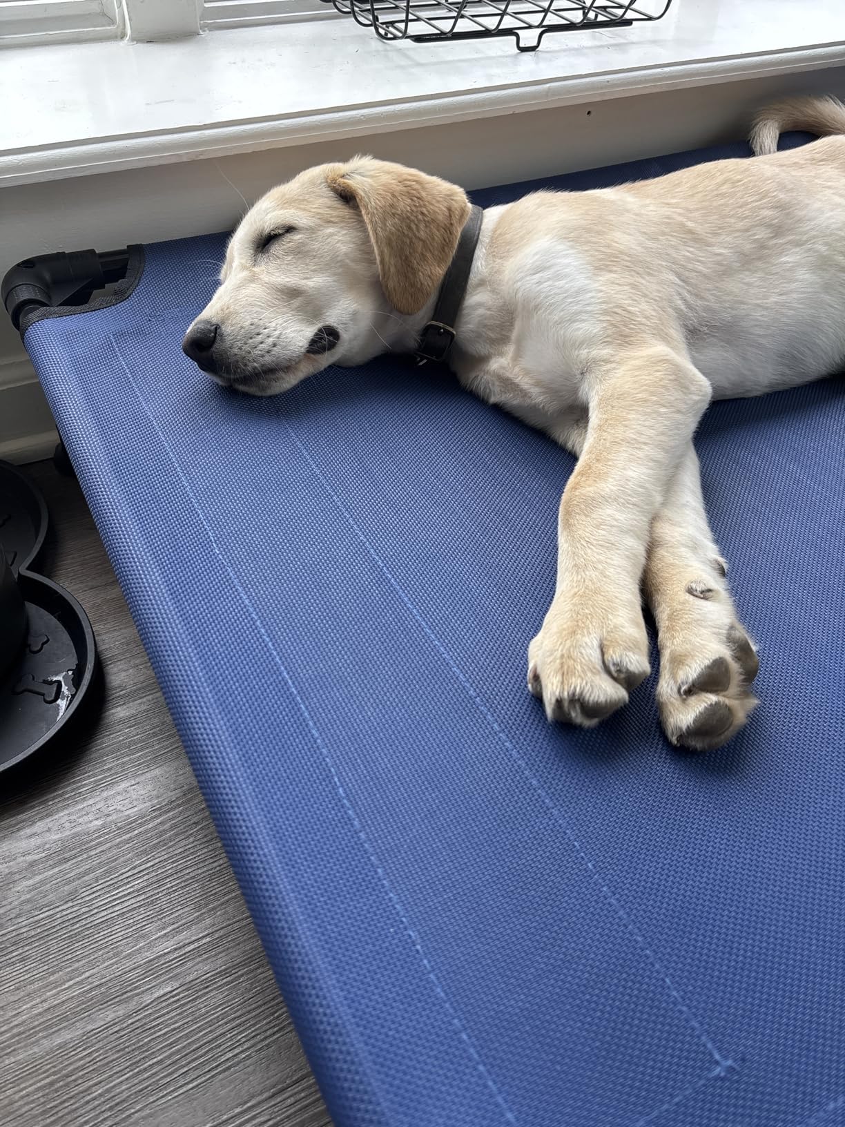 Veehoo Outdoor Elevated Dog Bed Large Sized Dogs, Cooling Raised Dog Cots customer photo 1