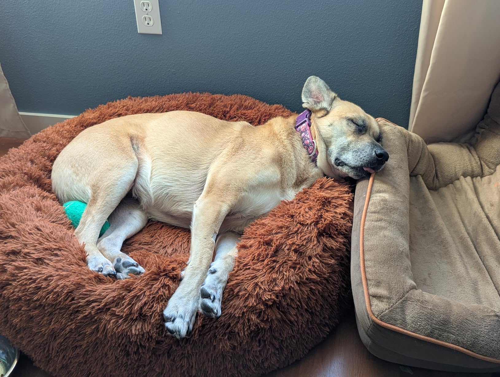 Bedsure Calming Dog Bed Medium Size Dog Donut Washable Pet Bed,30ins Camel customer photo 2