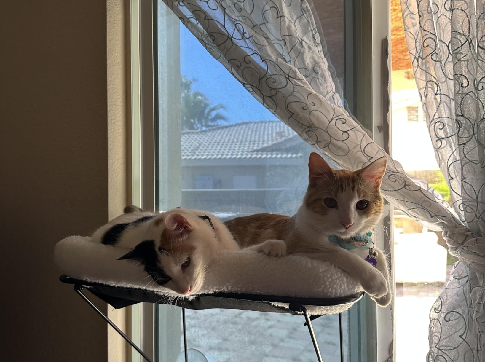 Zakkart Cat Window Perch, 100% Metal Supported from Below (White) customer photo 1