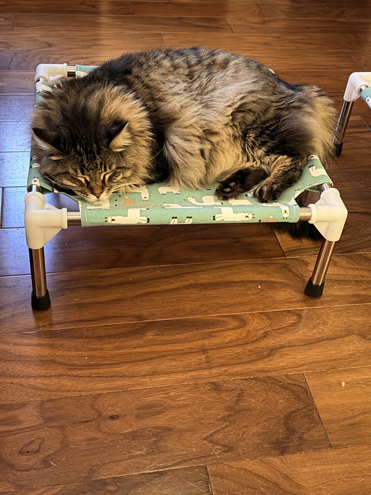 Elevated Dog Bed Pet cot for Small Dogs, Indoor and Outdoor Use customer photo 2