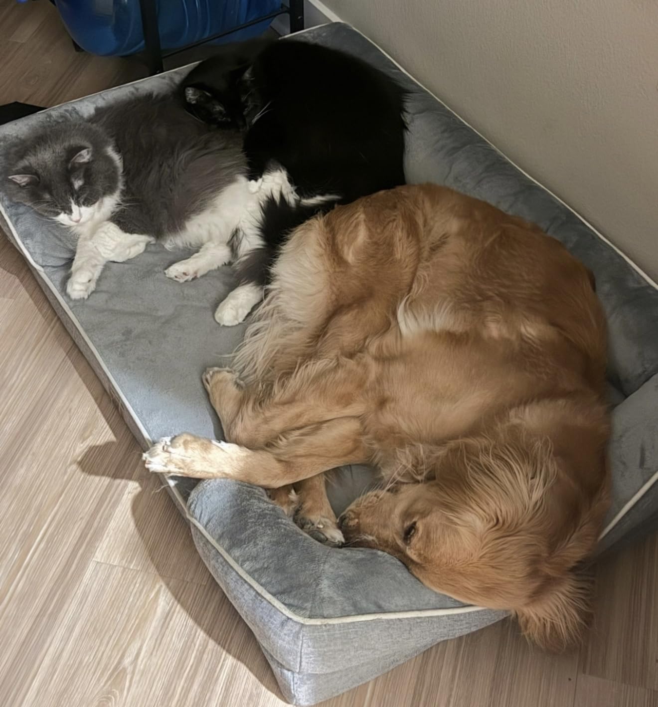 EHEYCIGA Orthopedic Dog Beds for Extra Large Dogs 44x32Inch, Polyurethane Foam XL Pet Bed with Sides, Non-Slip and Egg-Crate Foam Big Dog Couch Bed with Washable Removable Cover, Grey customer photo 2