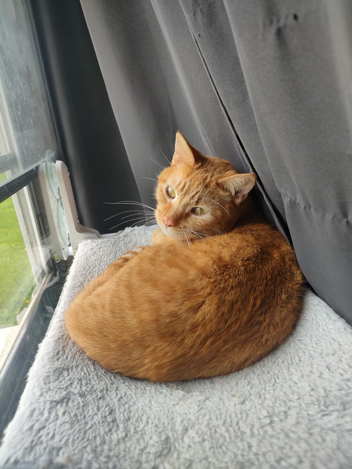 Zoratoo 2PC Cat Window Perch, Foldable & Cordless with Metal Frame, M Gray customer photo 1