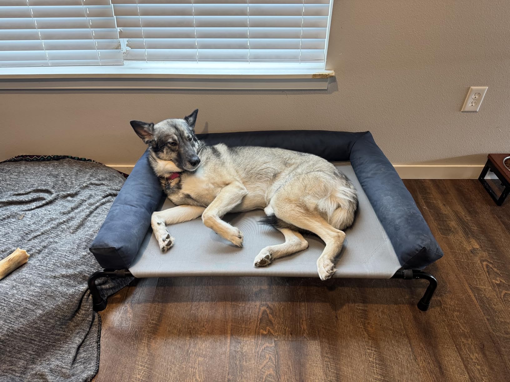 Simple Trending Raised Dog Bed for Large Dogs, Waterproof XL Dog Cot, Grey customer photo 1
