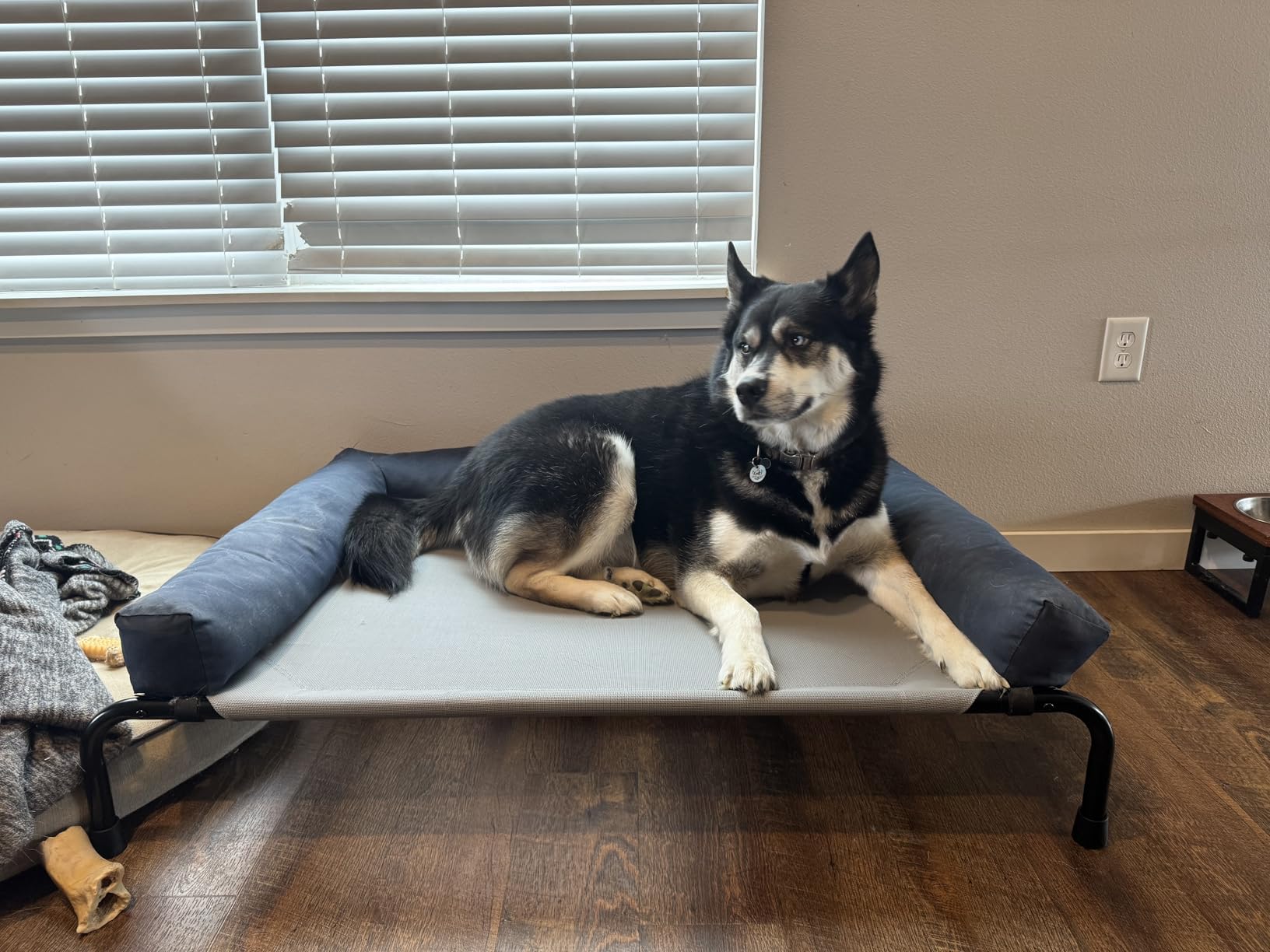 Simple Trending Raised Dog Bed for Large Dogs, Waterproof XL Dog Cot, Grey customer photo 2
