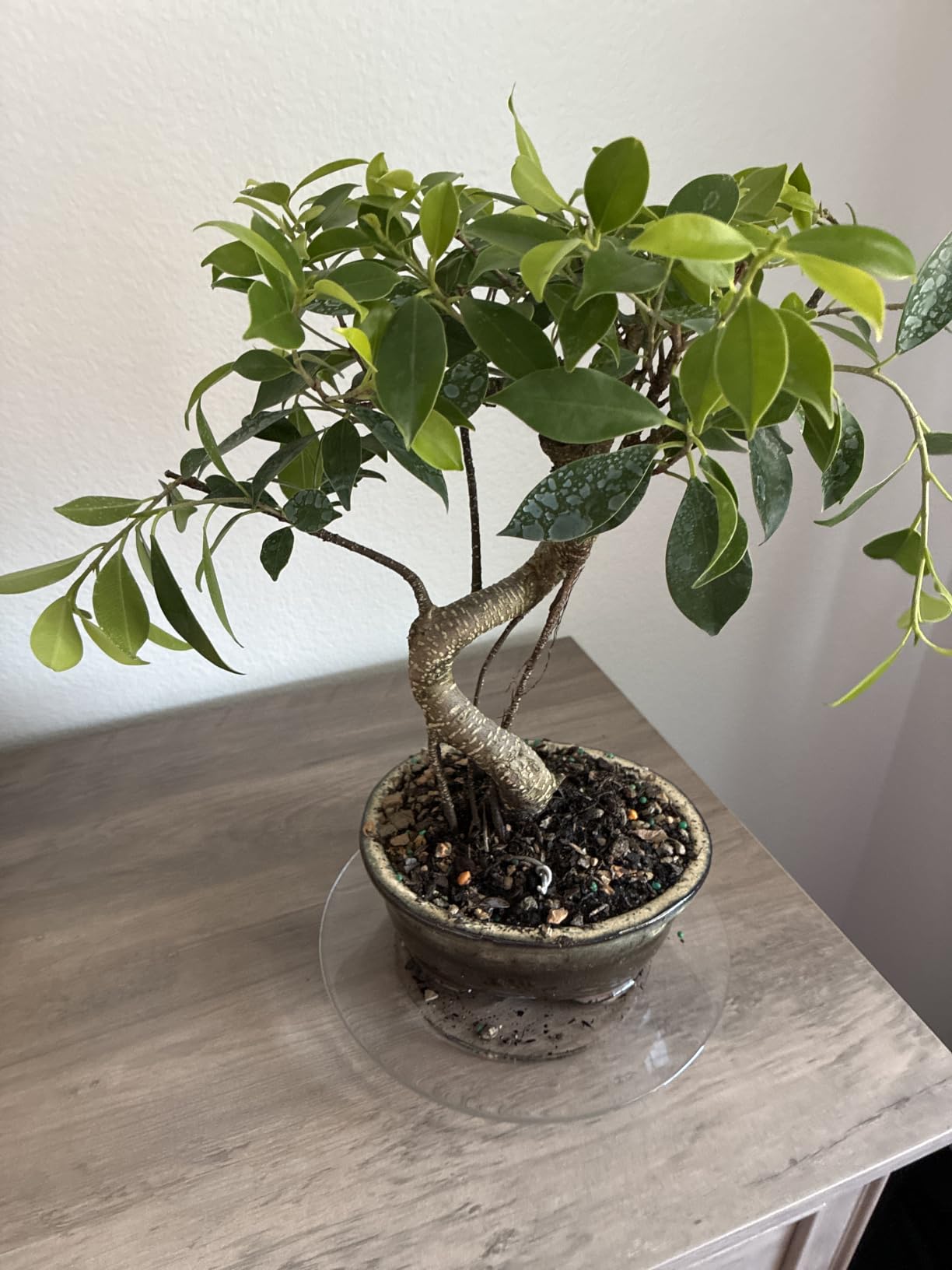 Brussel's Bonsai - Small Live Ficus Bonsai Tree, 4-Year | Live Ficus Bonsai Tree, Indoor Houseplant, Ceramic Pot, 4-Year, Easy Care, Gift Ready customer photo 1