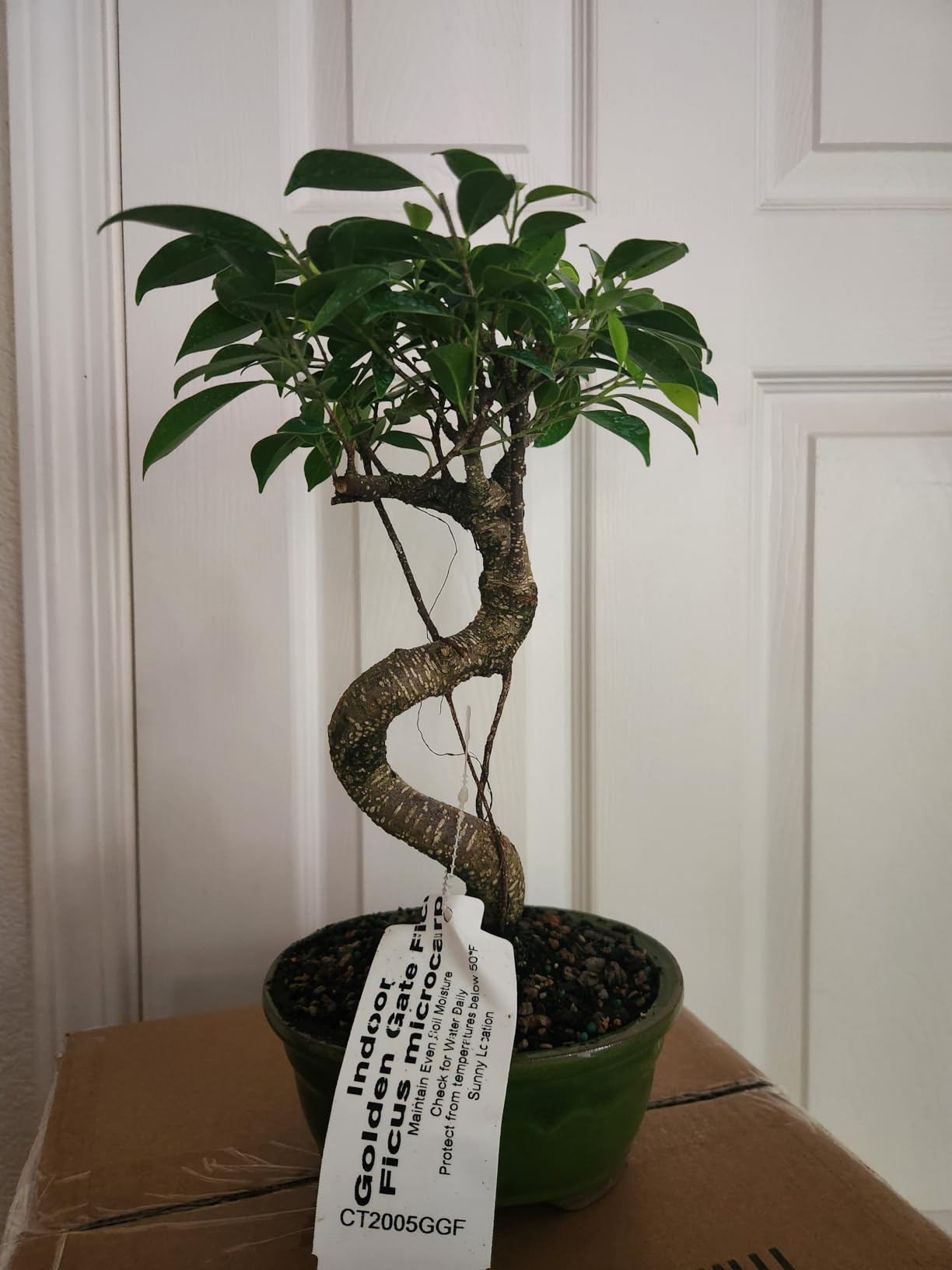 Brussel's Bonsai - Small Live Ficus Bonsai Tree, 4-Year | Live Ficus Bonsai Tree, Indoor Houseplant, Ceramic Pot, 4-Year, Easy Care, Gift Ready customer photo 2