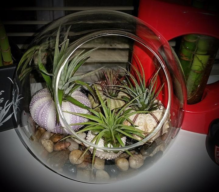 Mkono Plant Terrarium Display Glass Tabletop Succulent Air Plant Planter Globe Microlandschaft House, M customer photo 1