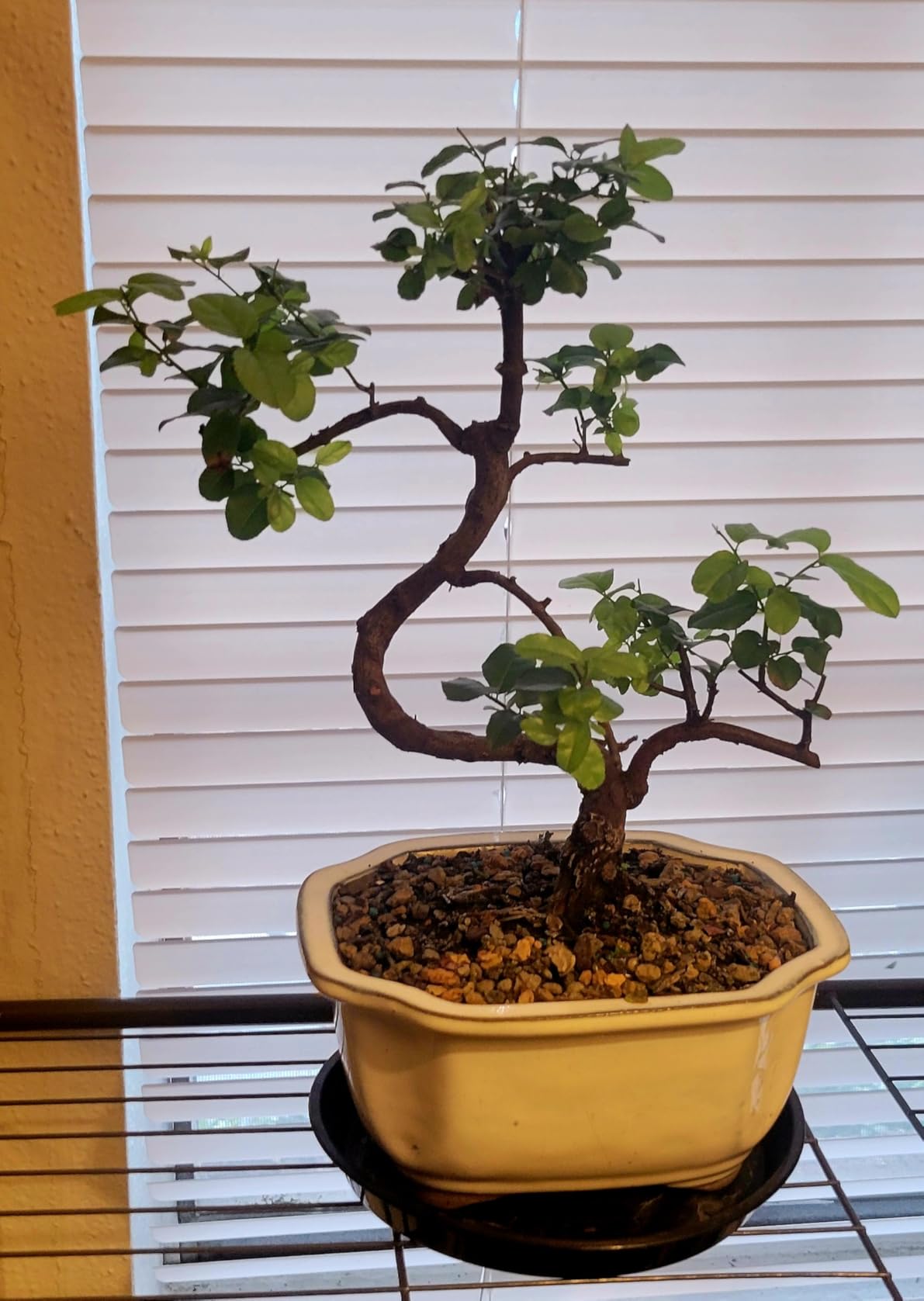 Brussel's Bonsai - Small Live Bonsai Bonsai Tree, 5-Year | Live Bonsai Bonsai Tree, Indoor Houseplant, Ceramic Pot, 5-Year, Easy Care, Gift Ready customer photo 1