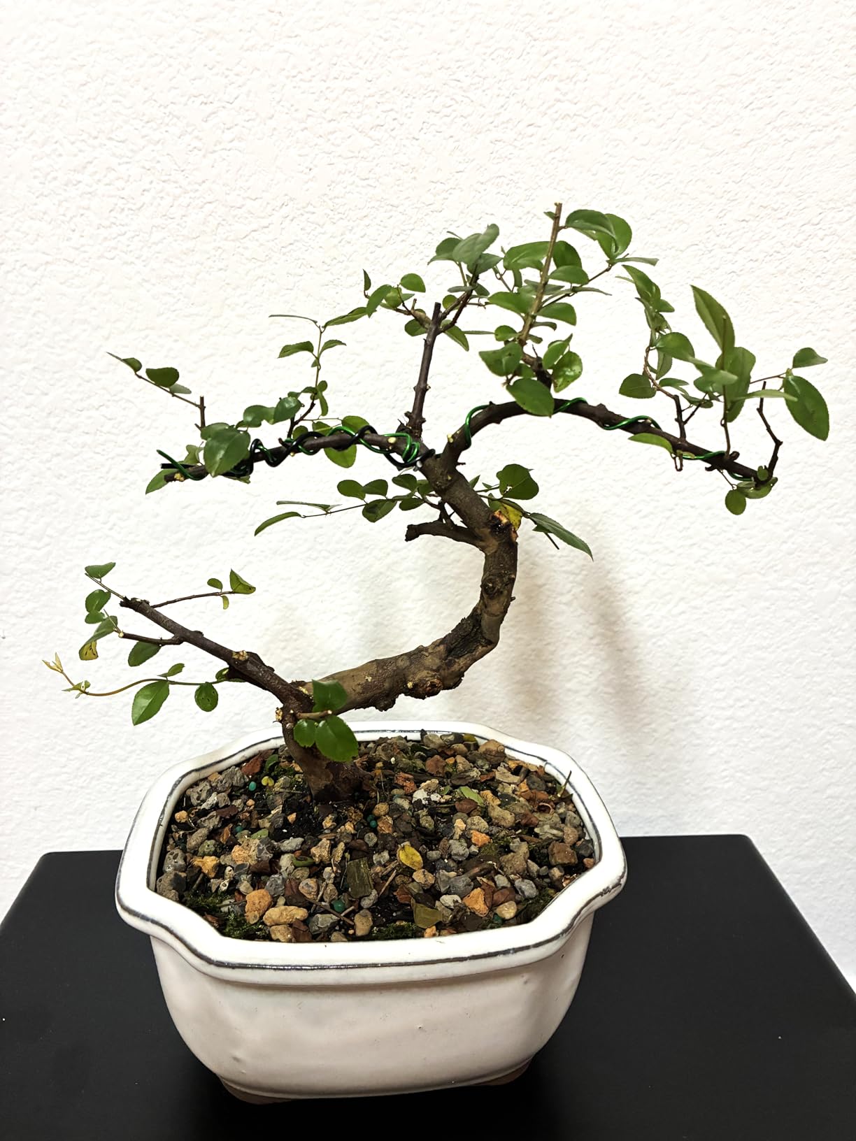 Brussel's Bonsai - Small Live Bonsai Bonsai Tree, 5-Year | Live Bonsai Bonsai Tree, Indoor Houseplant, Ceramic Pot, 5-Year, Easy Care, Gift Ready customer photo 2