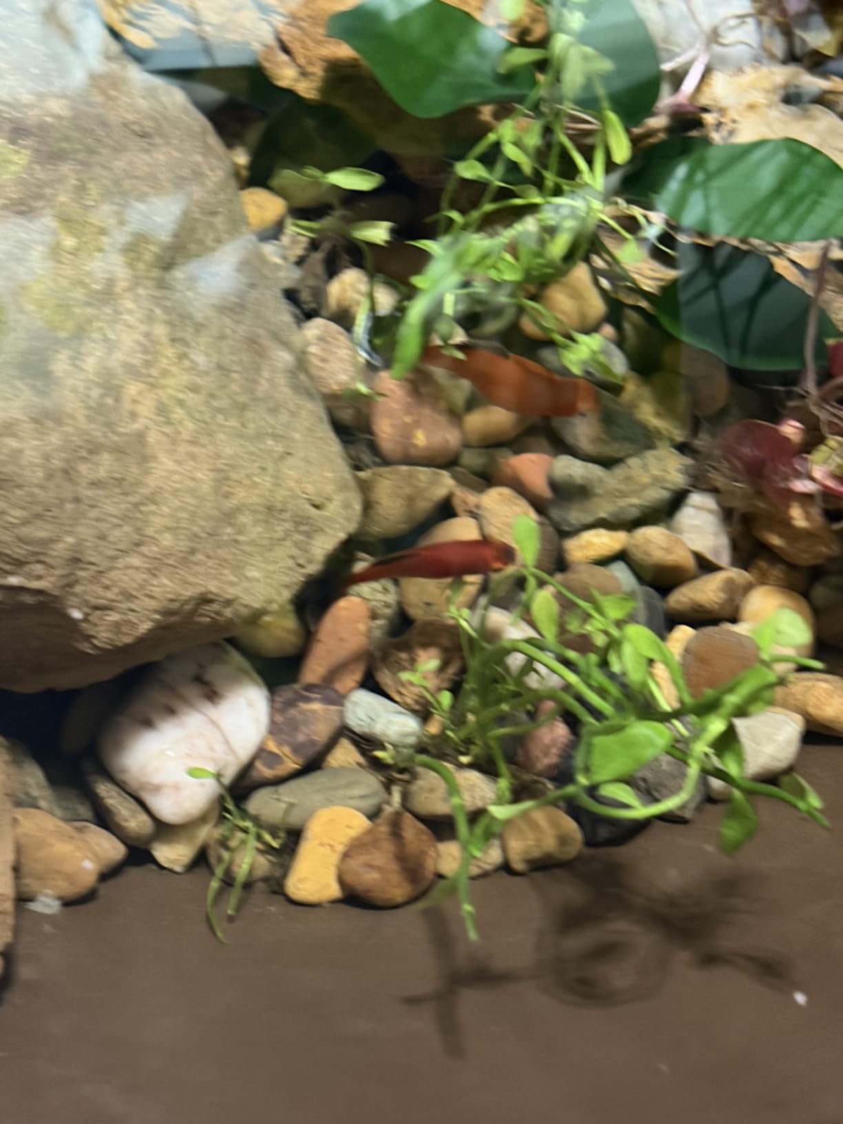 Aquascape AquaGarden Pond Kit, Container Water Garden | 78325 customer photo 2