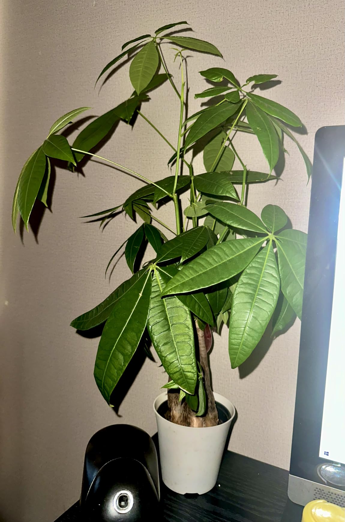 Arcadia Garden Products LV62 Ginseng Ficus Live Indoor Bonsai Plant in 6 in. Plastic Grower Pot, 6 Inch, Green customer photo 1