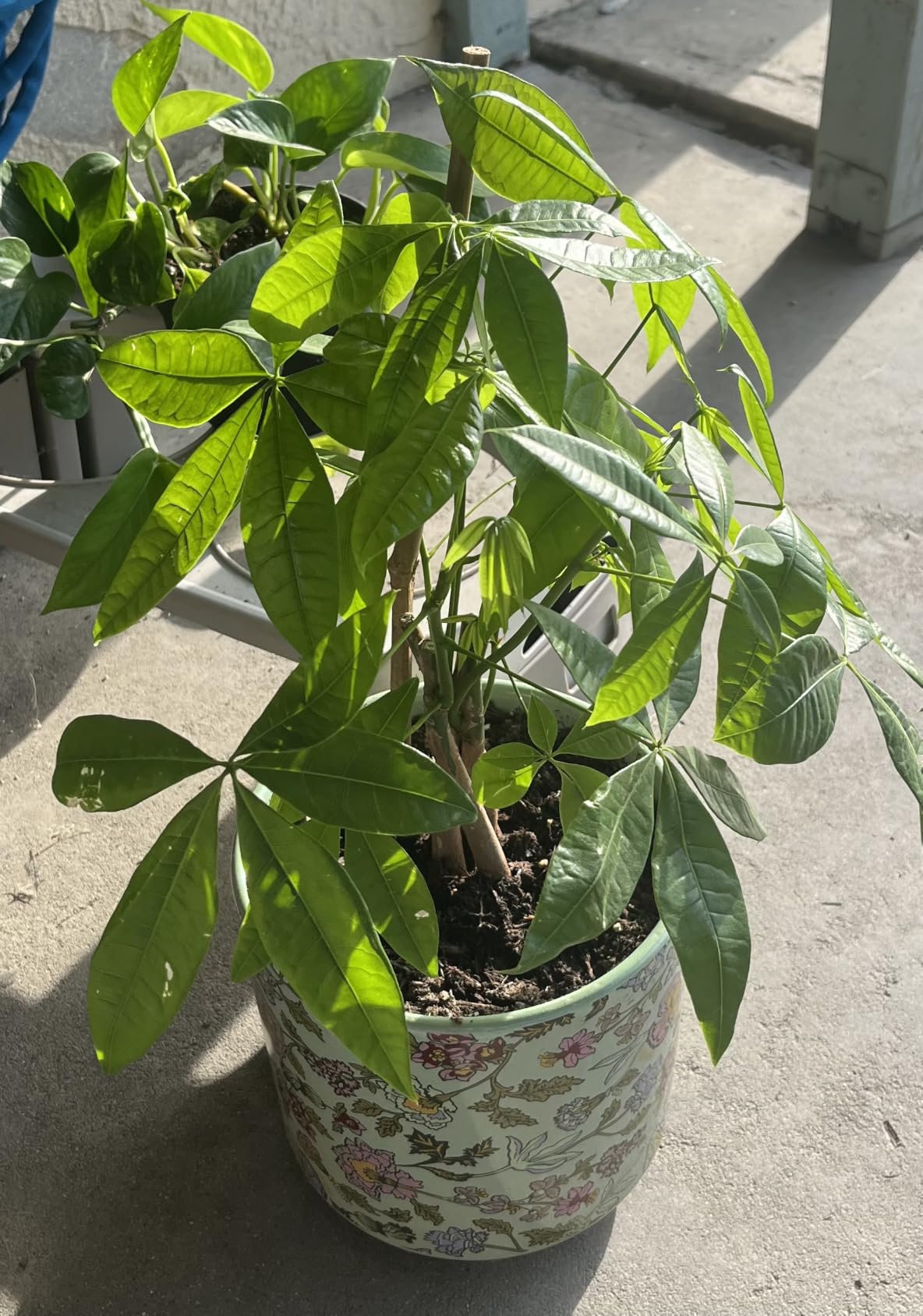 Arcadia Garden Products LV62 Ginseng Ficus Live Indoor Bonsai Plant in 6 in. Plastic Grower Pot, 6 Inch, Green customer photo 2