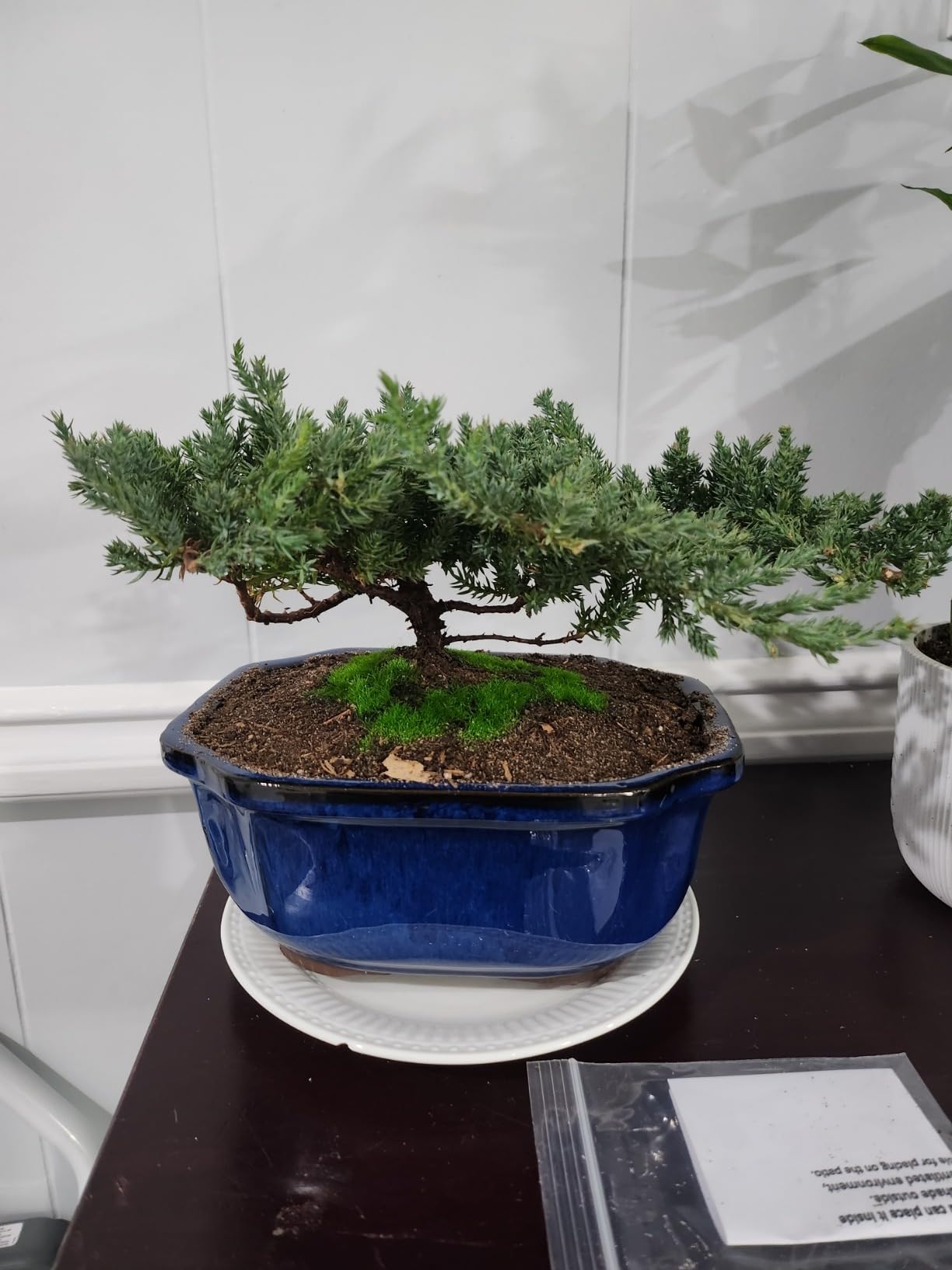 Live Dwarf Juniper Bonsai Tree | Indoor/Outdoor | 100% Handcrafted| Home and Office Decor | Best Gift for Holiday (L) customer photo 1