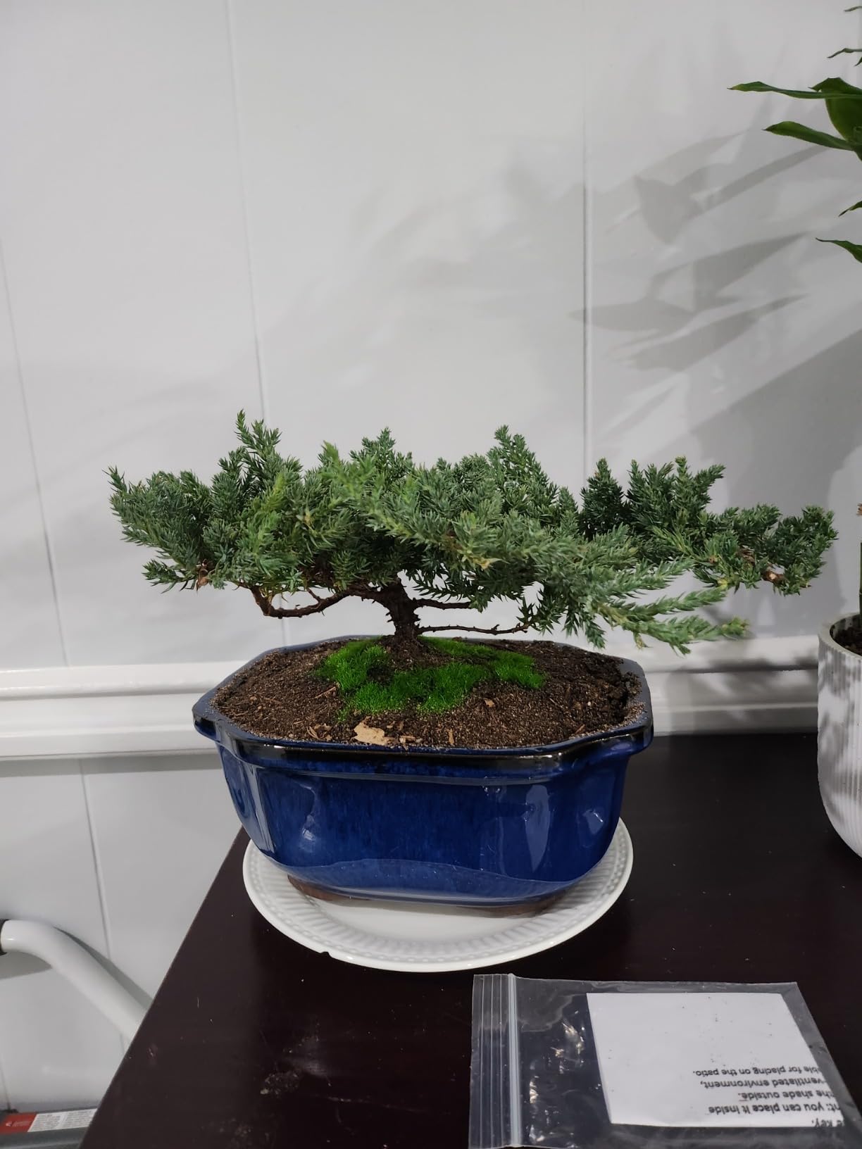 Live Dwarf Juniper Bonsai Tree | Indoor/Outdoor | 100% Handcrafted| Home and Office Decor | Best Gift for Holiday (L) customer photo 2