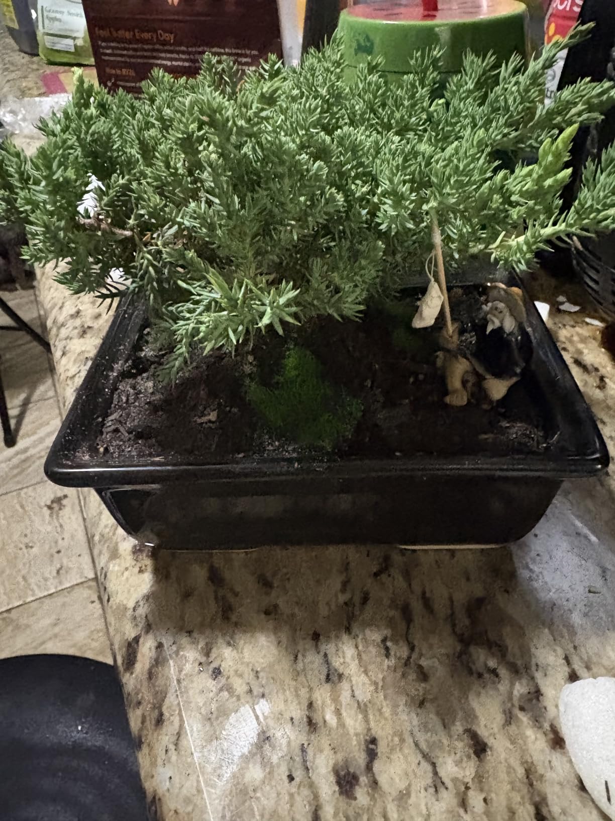 Live Dwarf Juniper Bonsai Tree About 6 Years Old with Cute Ceramic Fisherman | Juniper Bonsai Tree | Indoor/Outdoor | 100% Handcrafted| Home and Office Décor | Best Gift for Holiday customer photo 1