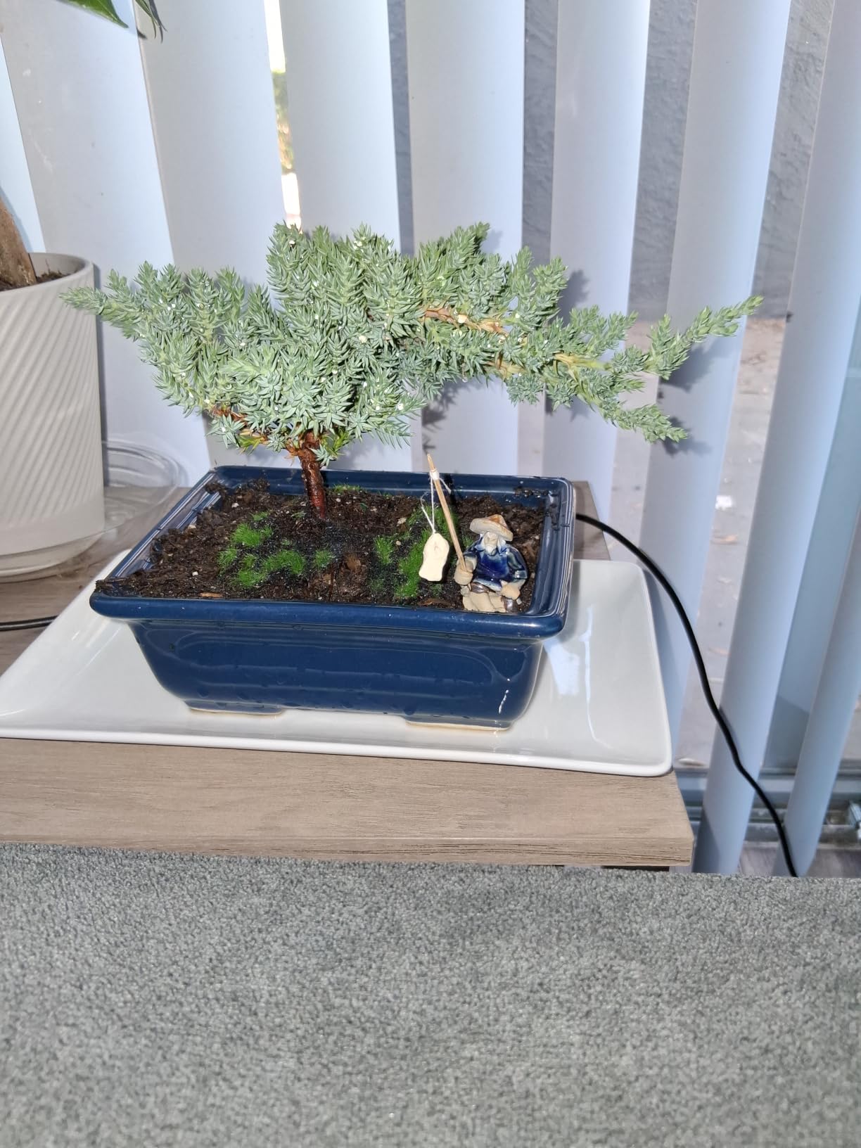 Live Dwarf Juniper Bonsai Tree About 6 Years Old with Cute Ceramic Fisherman | Juniper Bonsai Tree | Indoor/Outdoor | 100% Handcrafted| Home and Office Décor | Best Gift for Holiday customer photo 2