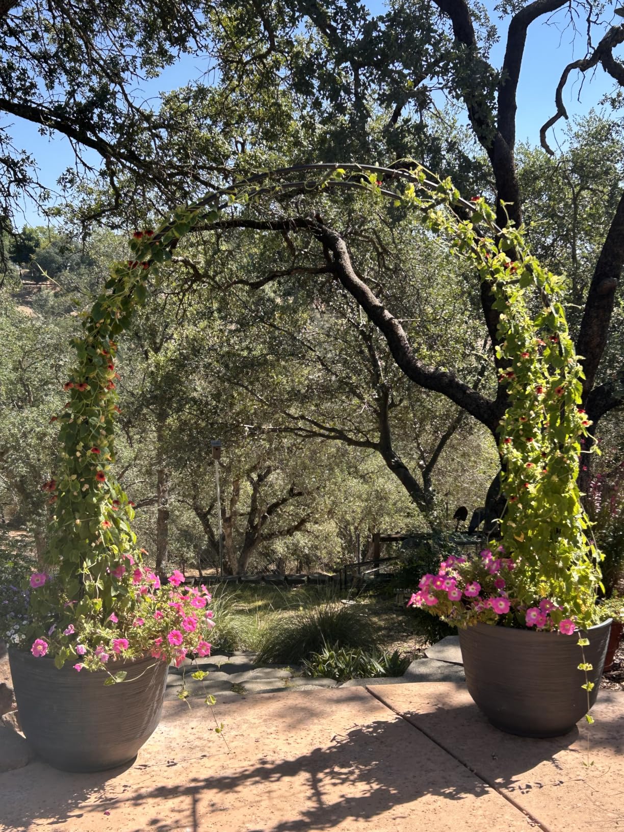 Thickened Tube Garden Arch, 7.3ft Heavy-Duty Metal with 16mm Steel Tubes & 0.5mm Thickened Wall, Durable Outdoor Trellis for Climbing Plants, Roses, Garden Party, Ceremony & Decorations (Black) customer photo 2