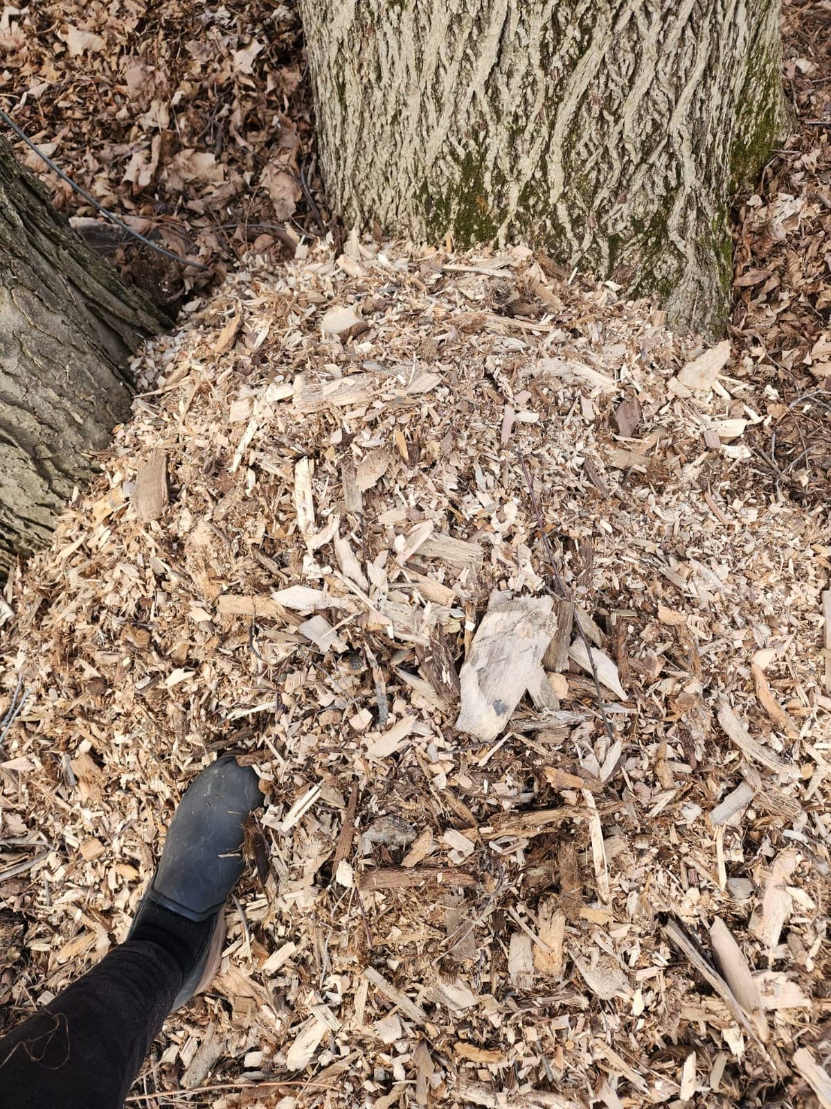 Patriot Products CSV-2515 1.5 HP Corded Electric Wood Chipper Leaf Shredder customer photo 2