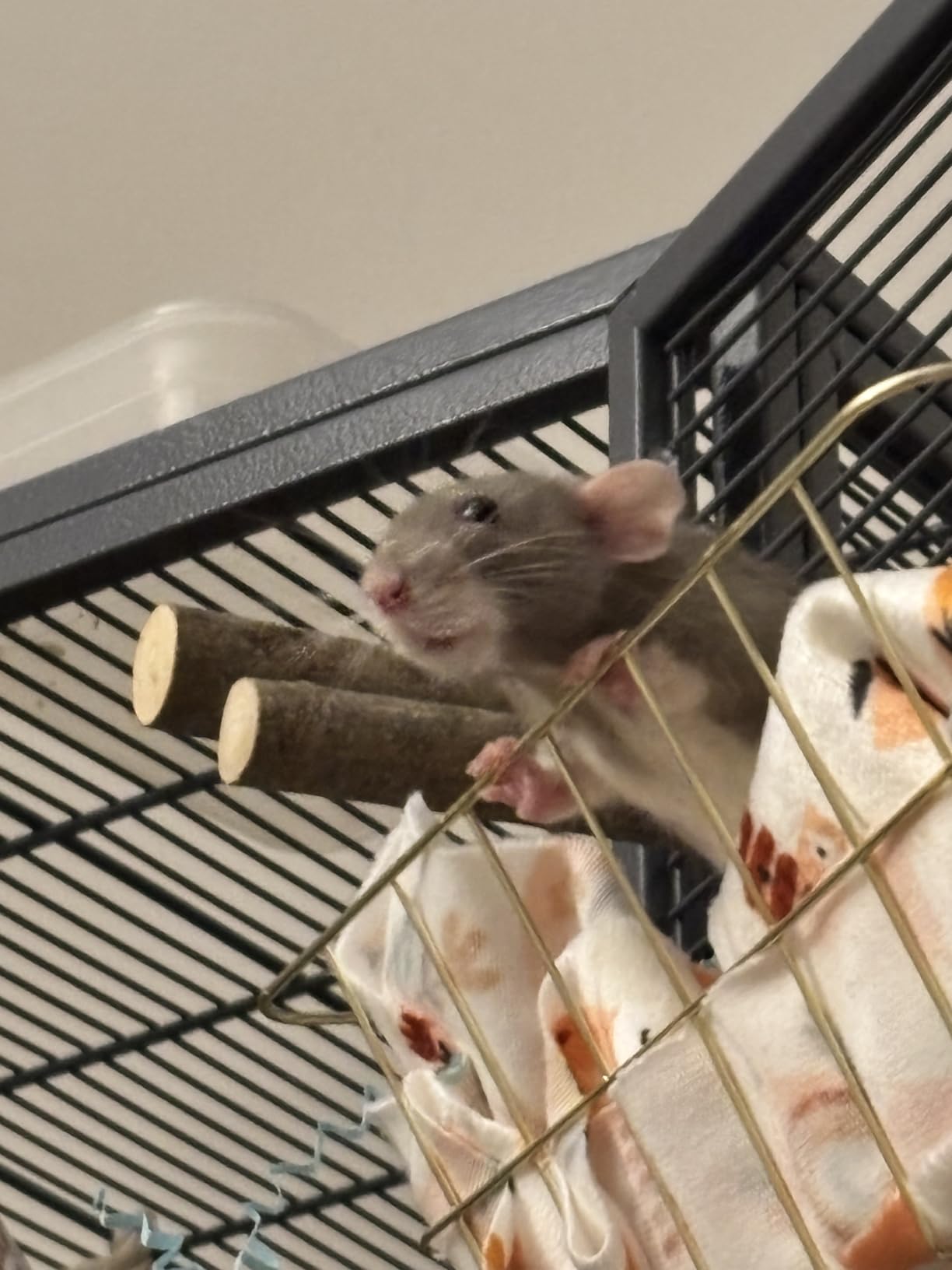 Critter Nation by MidWest Double Unit Small Animal Cage customer photo 2