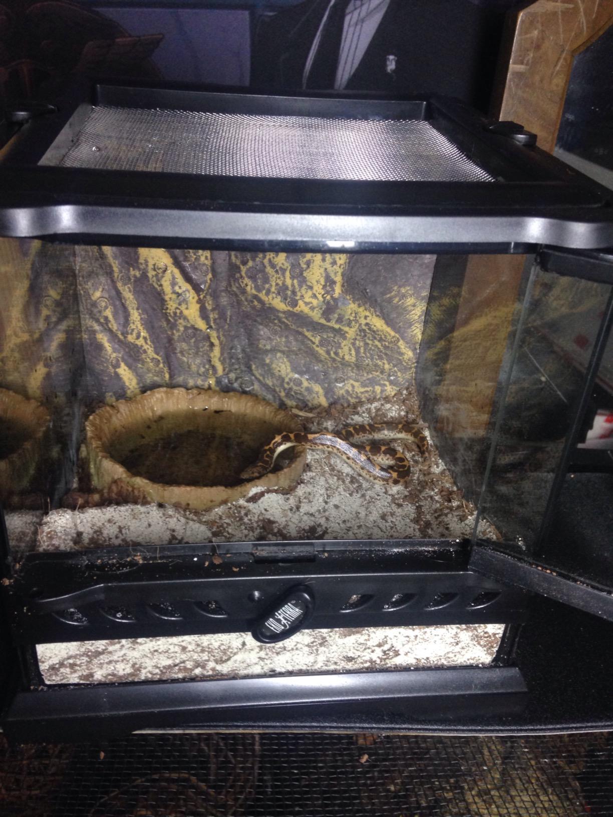 Exo Terra Glass Terrarium Kit, for Reptiles and Amphibians, Nano, 8 x 8 x 8 inches, PT2599A1 customer photo 2