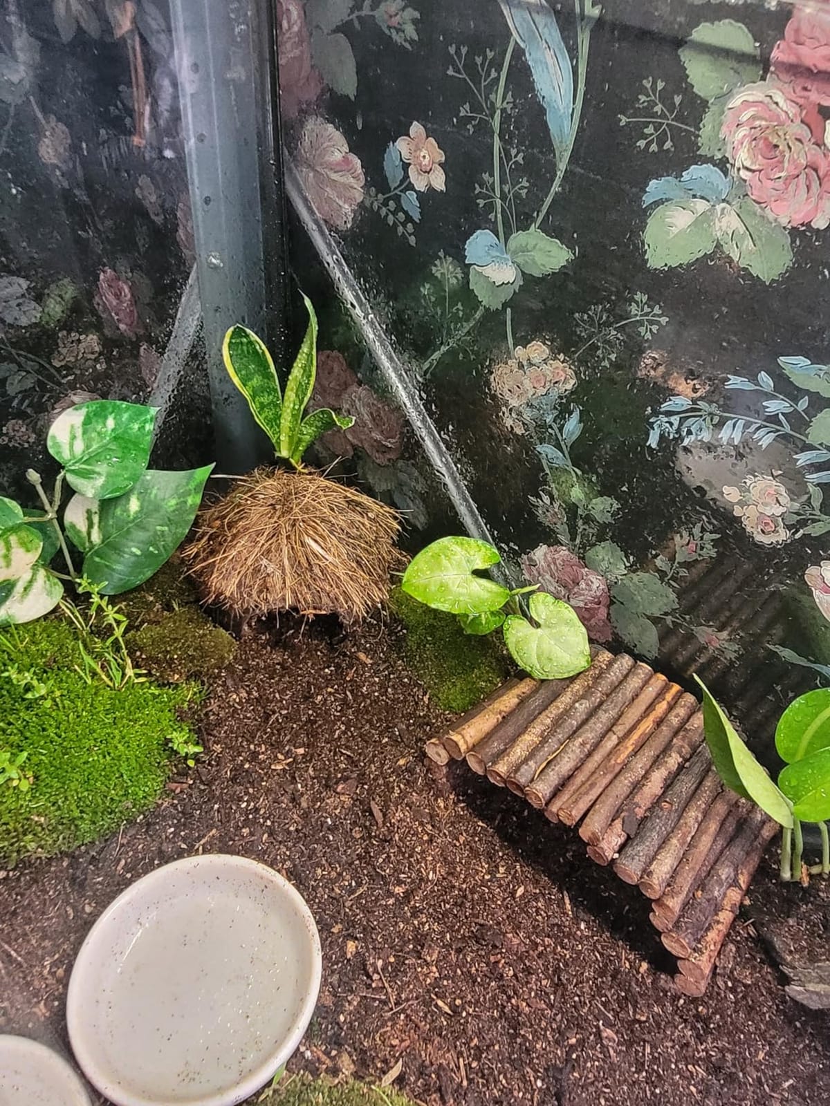 Zilla Pet Reptile Terrarium Substrate Bedding, Jungle Mix, for Frogs, Rainforest Geckos, Toads and Snakes, 8 Quart customer photo 2