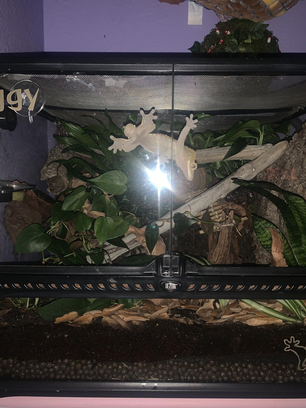 Josh's Frogs ABG Mix Bioactive Terrarium Substrate (4 Quart/1 Gallon) customer photo 1