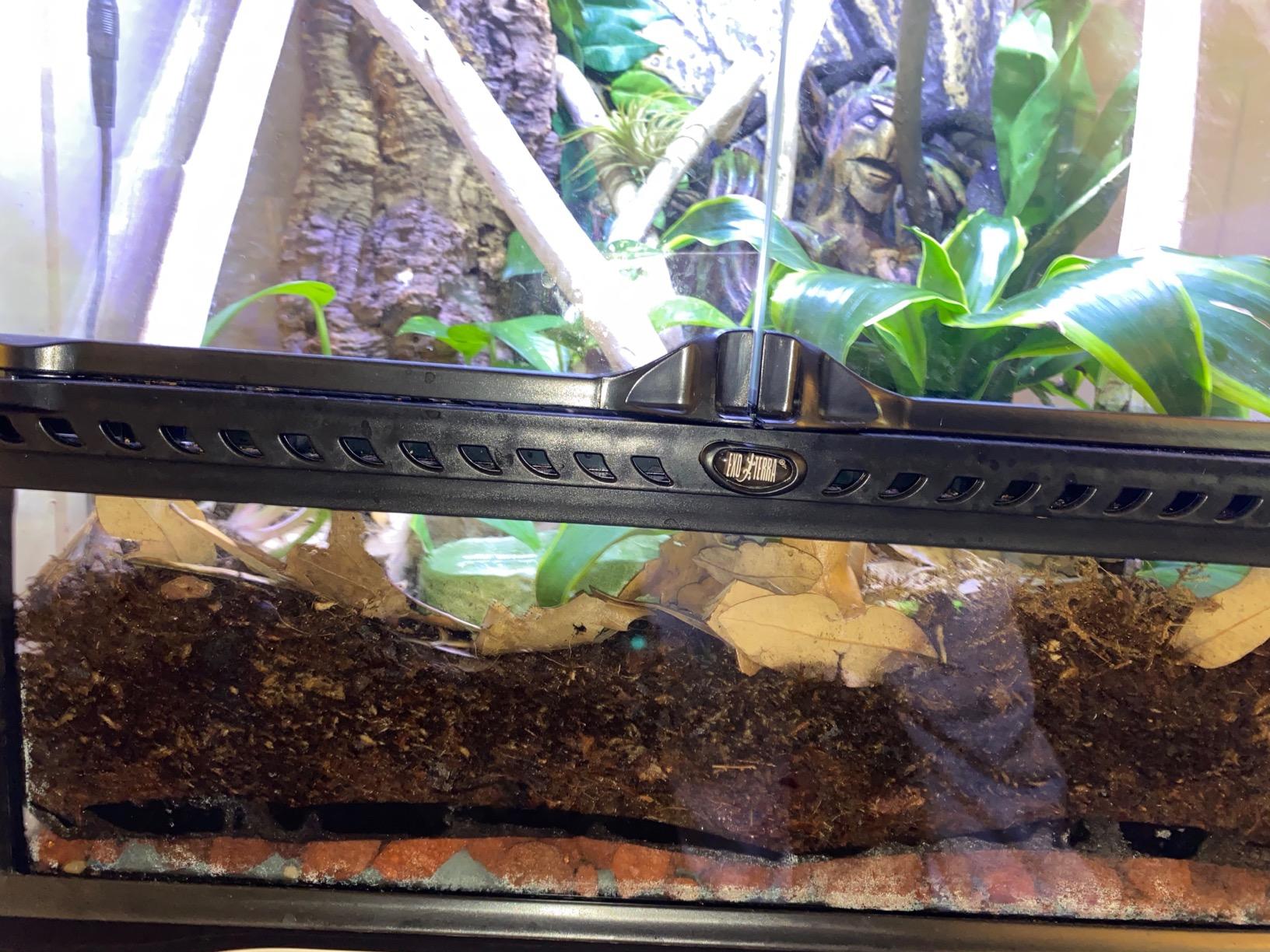 Josh's Frogs ABG Mix Bioactive Terrarium Substrate (4 Quart/1 Gallon) customer photo 2