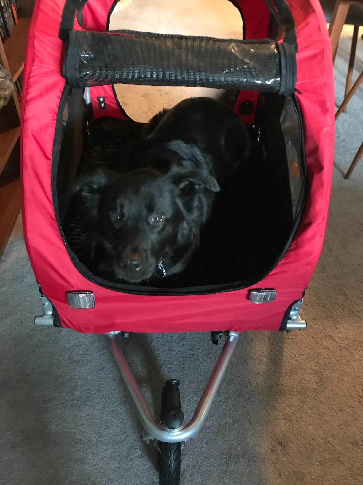 Best Choice Products 2-in-1 Dog Bike Trailer, Pet Stroller Bicycle Carrier w/Hitch, Suspension, Visibility Flag and Reflectors, 66lb Weight Capacity customer photo 2