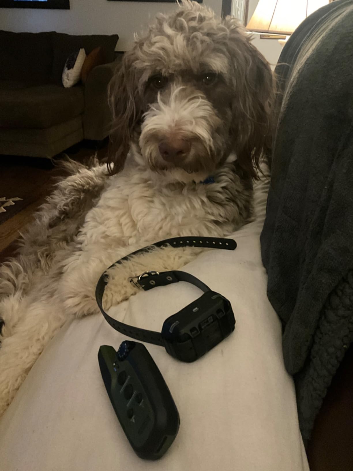 Garmin Sport PRO Bundle, Dog Training Collar and Handheld, 1-Handed Training of Up to 3 Dogs, Tone and Vibration customer photo 1