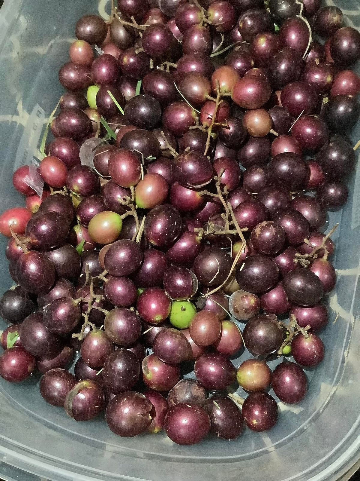 Home Brew Ohio Upgraded 1 Gallon Wine from Fruit Kit - Includes Mini Auto-Siphon customer photo 2