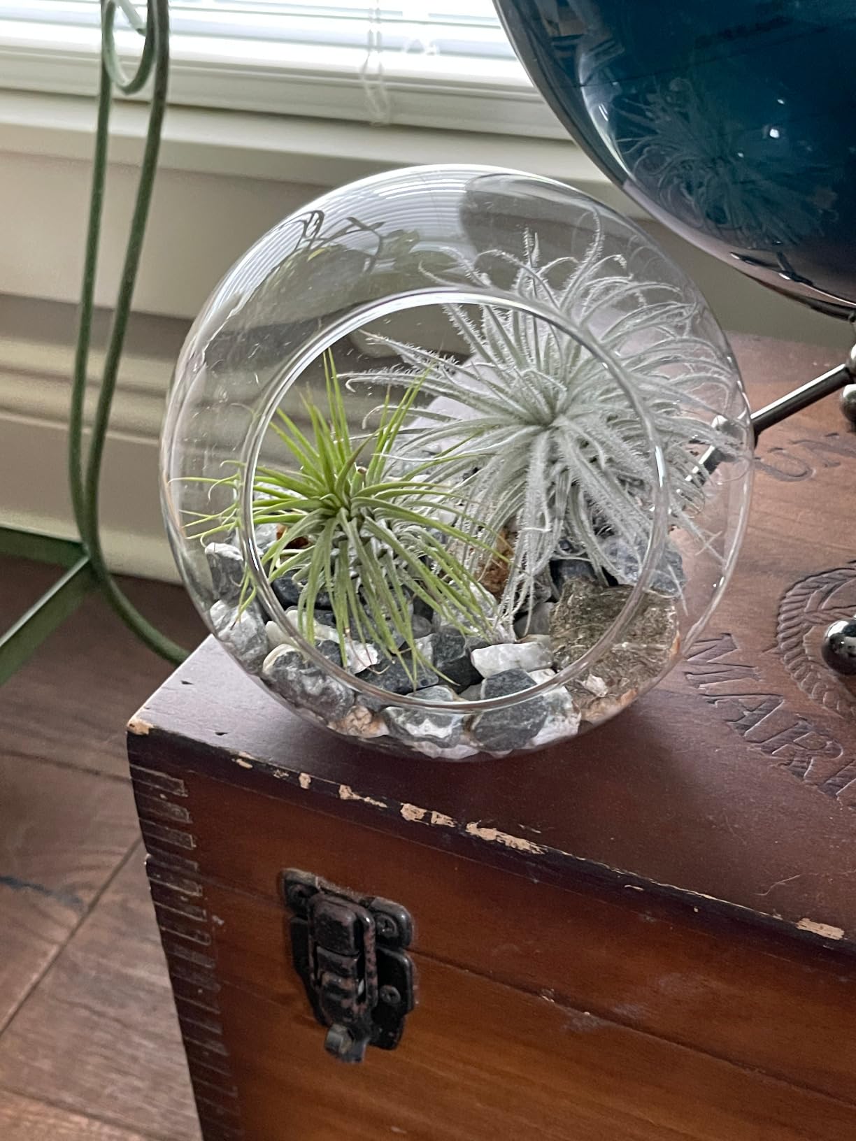 Mkono Plant Terrarium Display Glass Tabletop Succulent Air Plant Planter Globe Microlandschaft House, M | Succulent Holder, Oblique Mouth Opening, DIY Airplant Display, Multi-Purpose, Home Balcony Office Decor, Plant Lover Gift customer photo 2