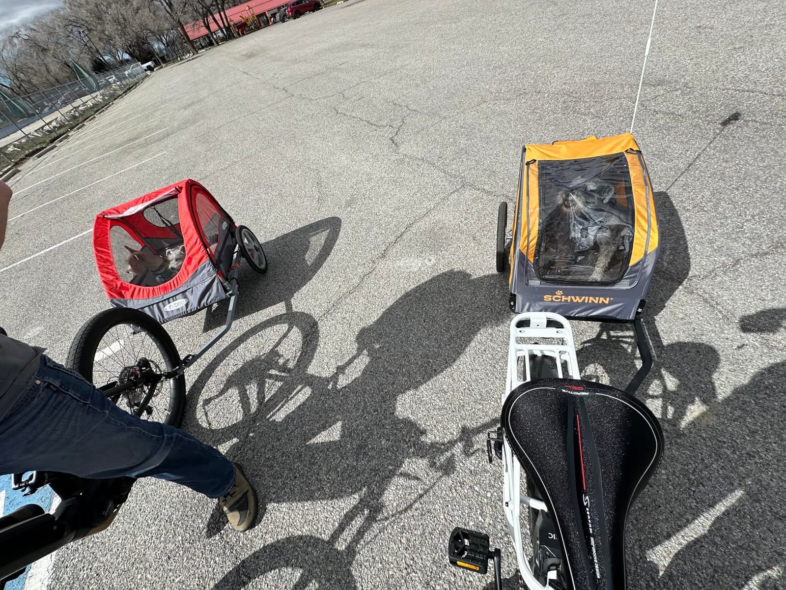 Schwinn 13-SC315 Rascal Bike Pet Trailer, For Small and Large Dogs, Lightweight, Tow with Bicycle, Up to 50 lbs customer photo 2