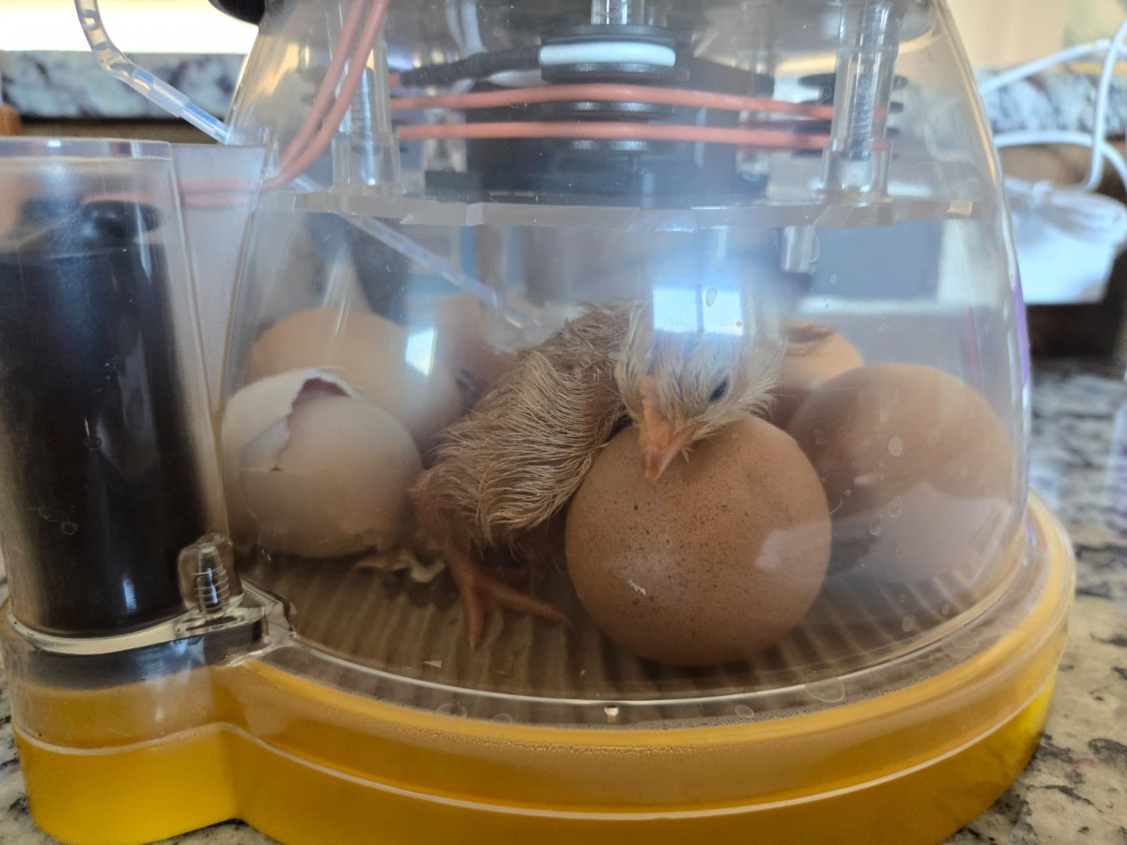 Brinsea Mini II EX Egg Incubator with Automatic Turning & Humidity Control for Hatching 7-12 Eggs customer photo 2