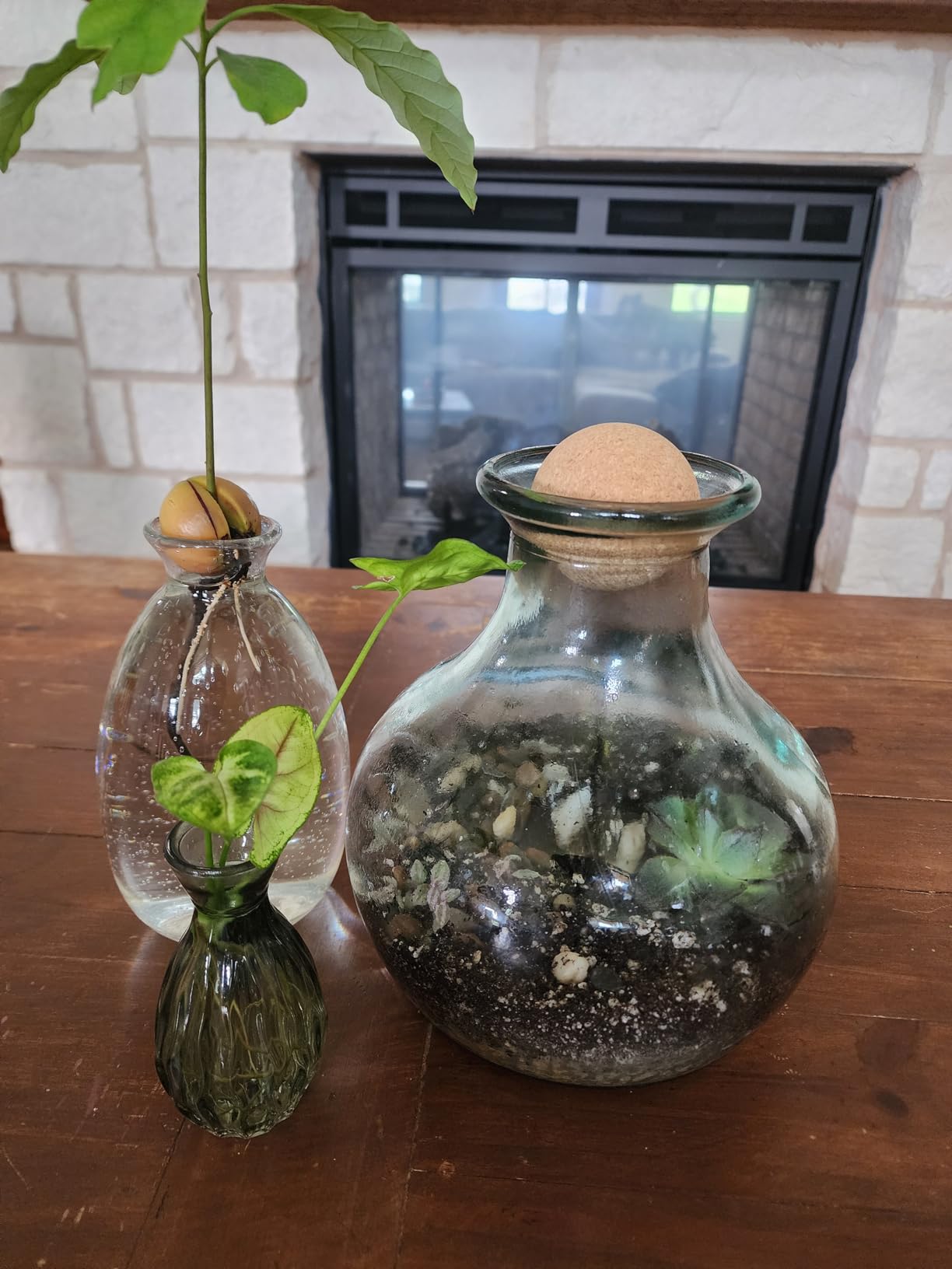Succulent Planter Kit - Terrarium Kit with Succulent Soil, Gravel, Pebble, Moss customer photo 2
