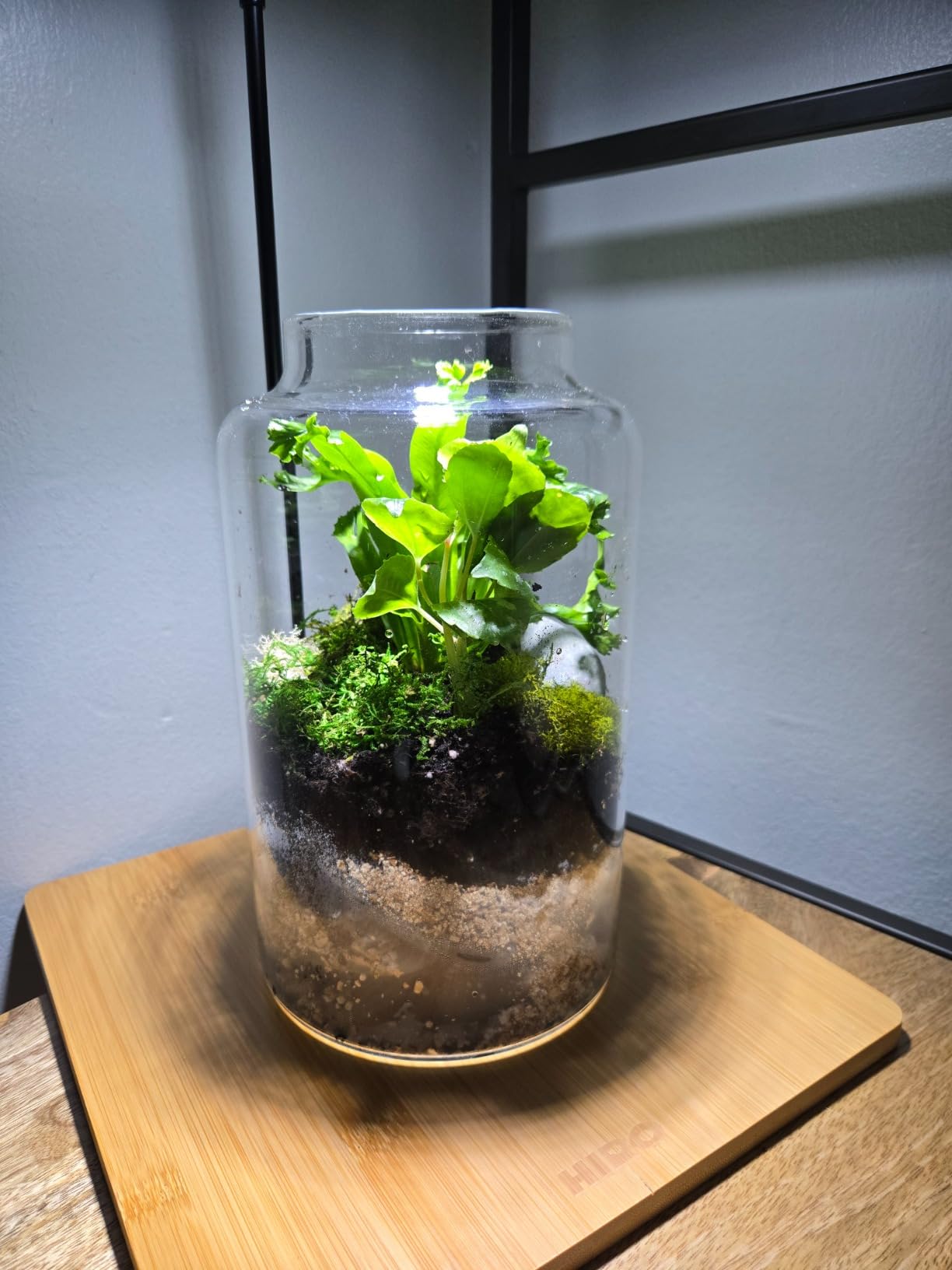 Cute Farms Terrarium Starter Kit | Moss, Vermiculite, Soil, Pebbles, Plant Food, Finishing Tools, Build and Care Guide | DIY Succulent Terrarium for Adults and Kids (Large) customer photo 1