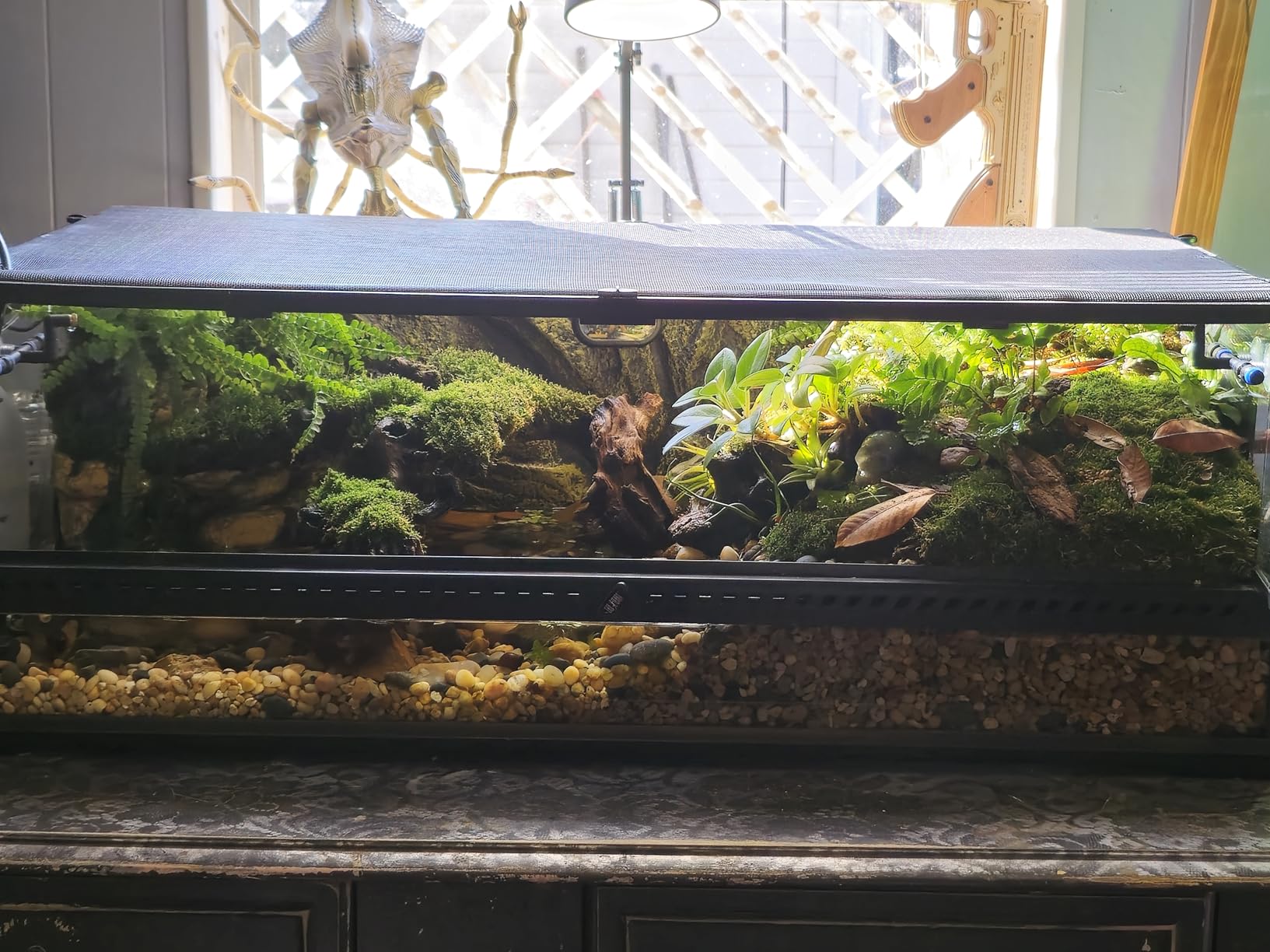 Josh's Frogs BioBedding Tropical Bioactive Substrate (10 quarts) customer photo 1