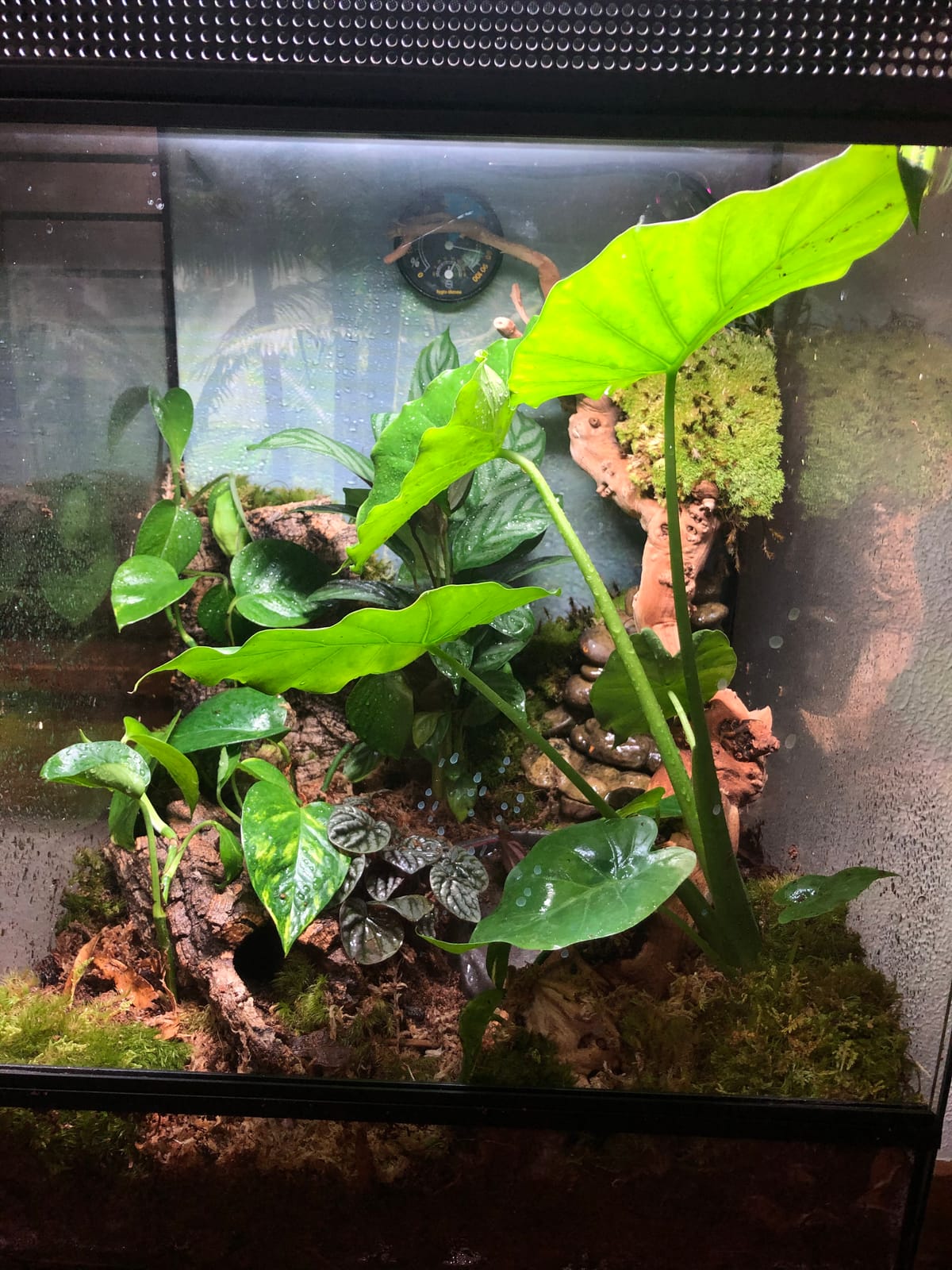 Josh's Frogs BioBedding Tropical Bioactive Substrate (10 quarts) customer photo 2
