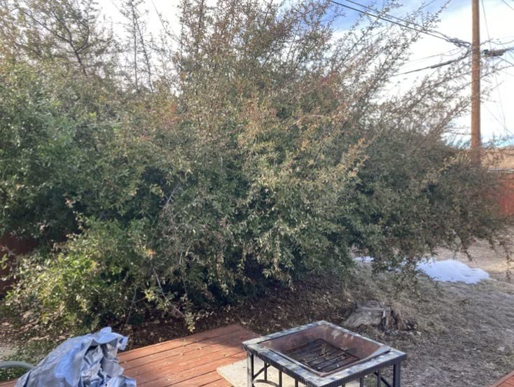 WEN 4019 6-Amp 8-Inch Electric Telescoping Pole Saw, Corded electric - Black & Orange customer photo 1