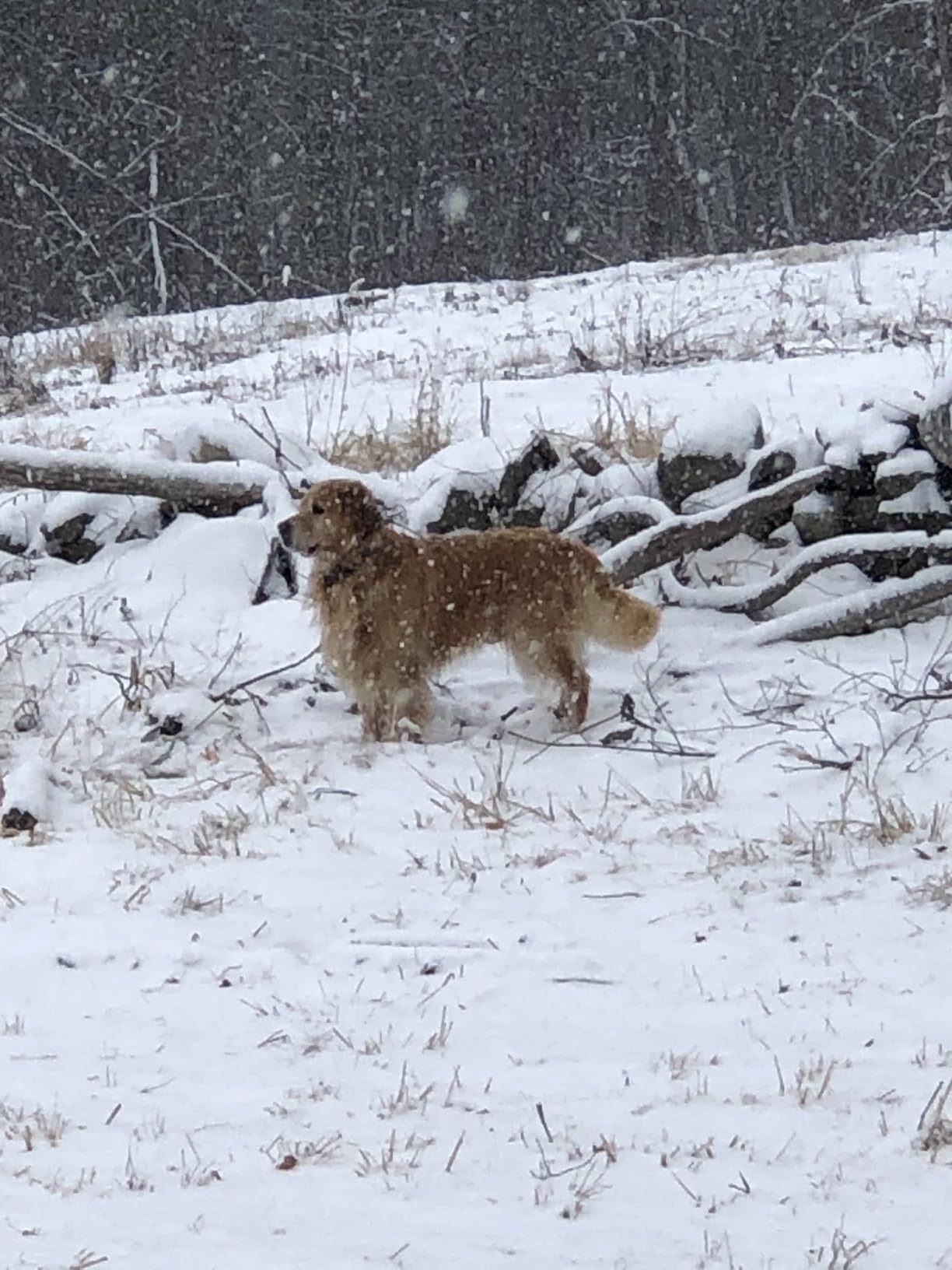 SportDOG WetlandHunter 425X Remote Trainer, Camouflage, 500-Yard Range | Tone & Vibration, 21 Levels of Static, Waterproof, For Dogs 8 Lbs and up, 2-Hour Quick Charge customer photo 1