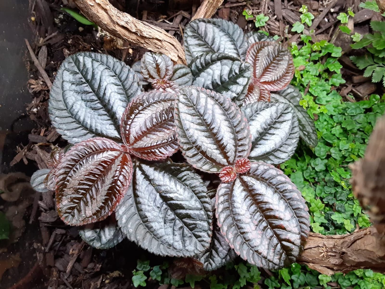Mini Terrarium Plants (6 Plants) (2