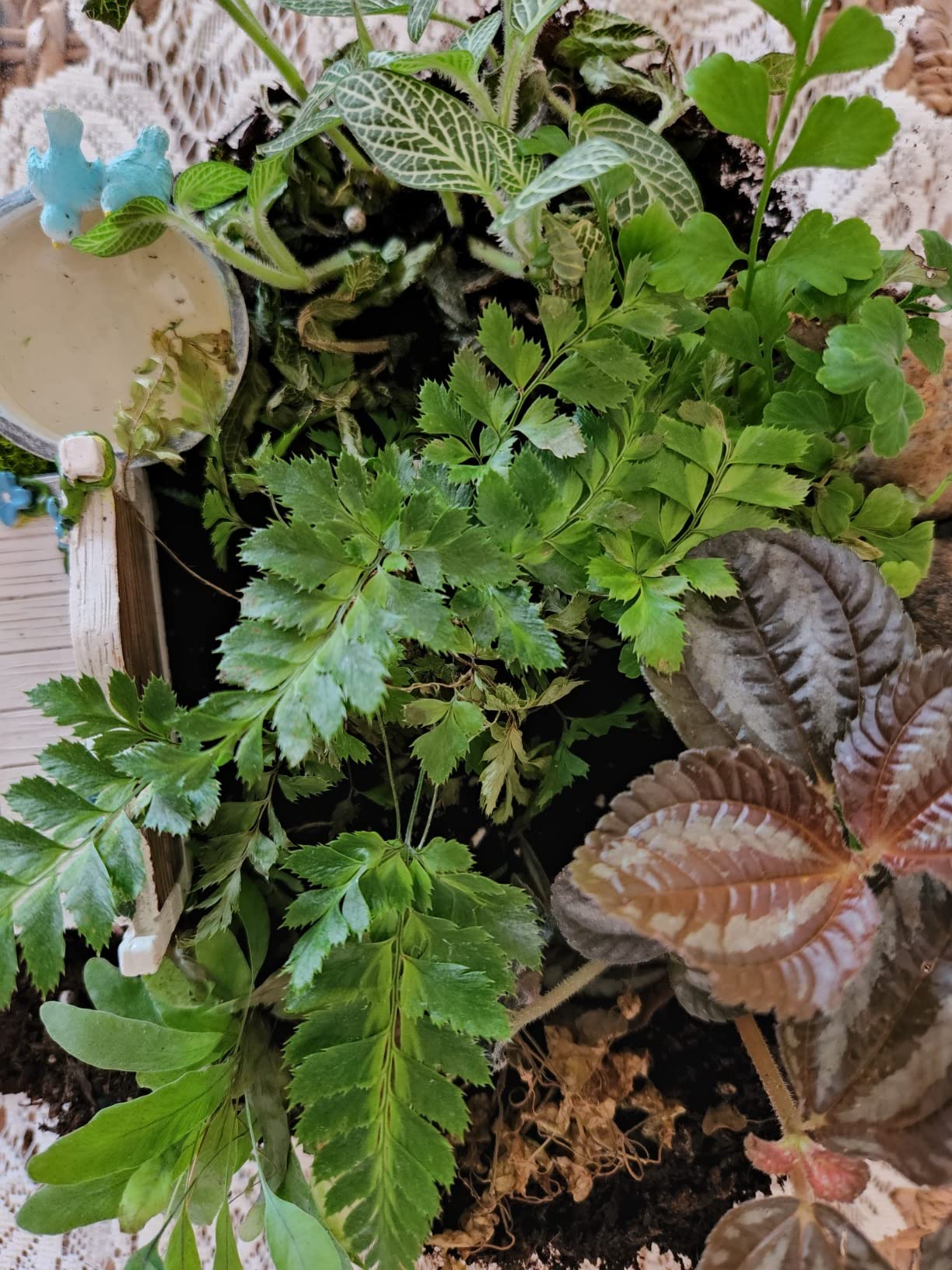 Mini Terrarium Plants (6 Plants) (2