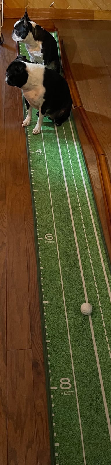 Perfect Practice Putting Mat & Golf Chipping Net - Indoor Golf Training Aid customer photo 2