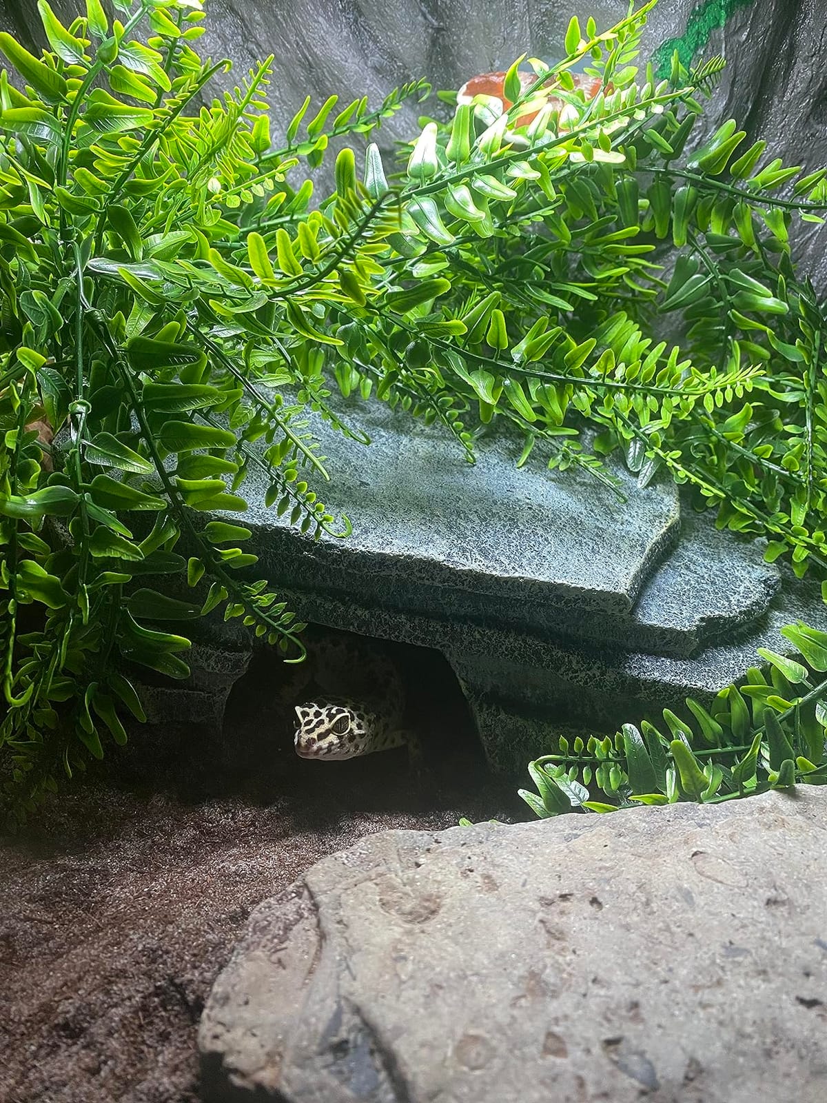 The Bio Dude Terra Sahara Bioactive Reptile Substrate 36 quarts for terrariums and vivariums. Bioactive Substrate for Bearded Dragons, Uromastyx, Leopard Geckos and More! customer photo 1