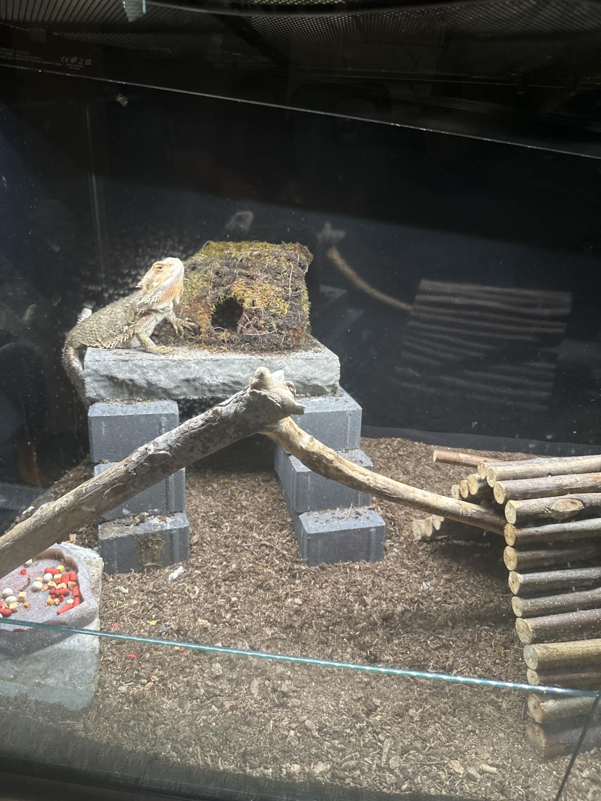 The Bio Dude Terra Sahara Bioactive Reptile Substrate 36 quarts for terrariums and vivariums. Bioactive Substrate for Bearded Dragons, Uromastyx, Leopard Geckos and More! customer photo 2