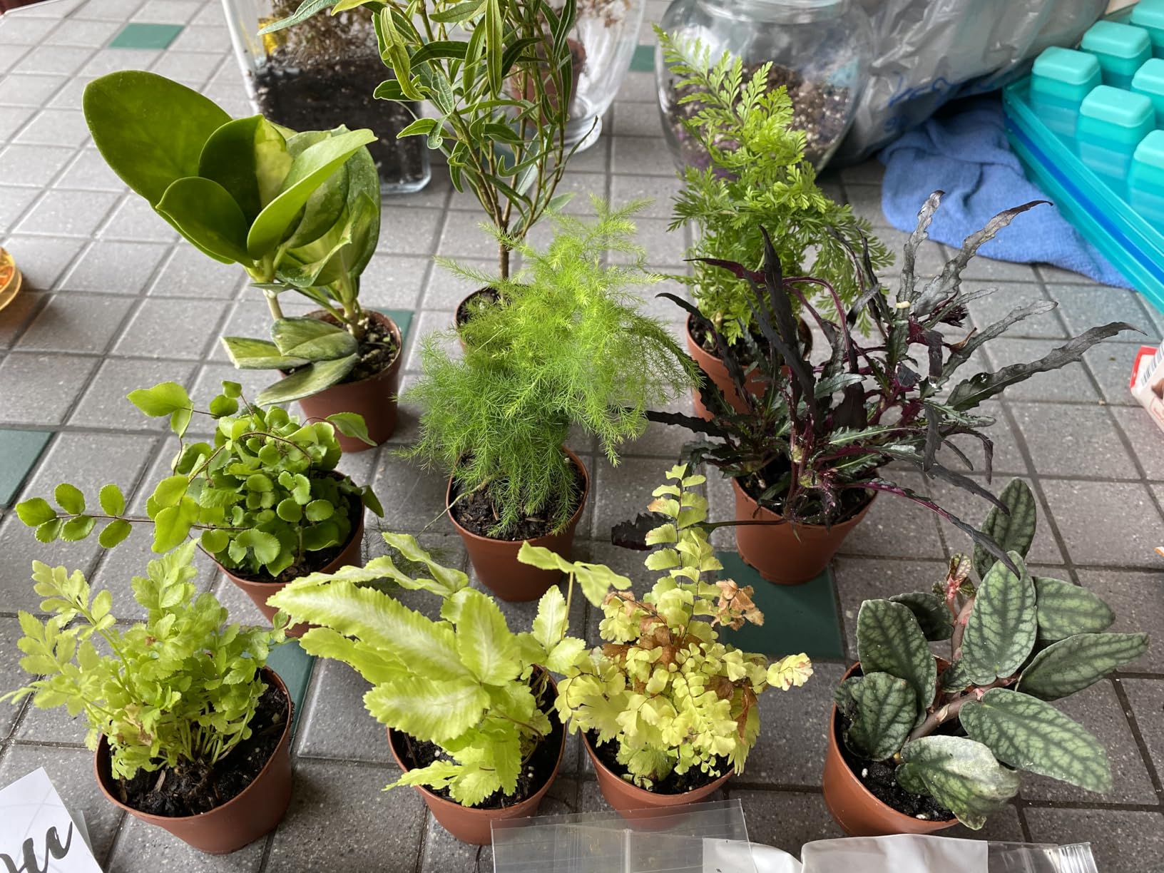 Hirt's Terrarium Kit with 5 Terrarium Plants and 5 Ferns customer photo 1