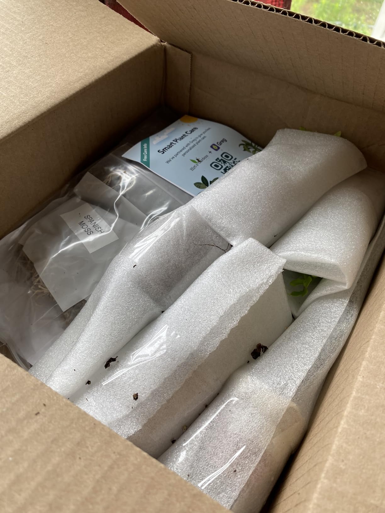 Hirt's Terrarium Kit with 5 Terrarium Plants and 5 Ferns customer photo 2