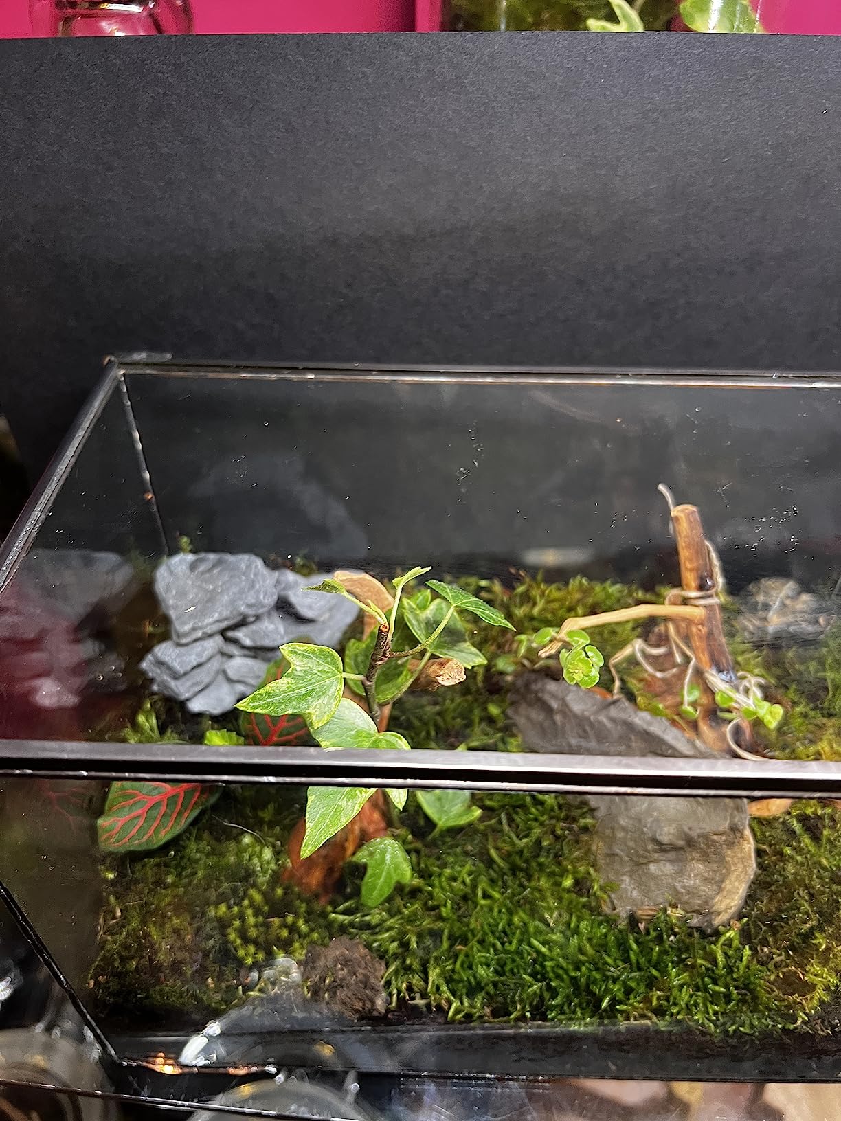 Small Square Glass Terrarium with Lid, 4.3 Inch Clear Glass Planter Box for Moss, Succulents & Air Plants, Mini Fairy Garden Display Case, Black Metal Frame, Indoor Tabletop Plant Decor customer photo 1