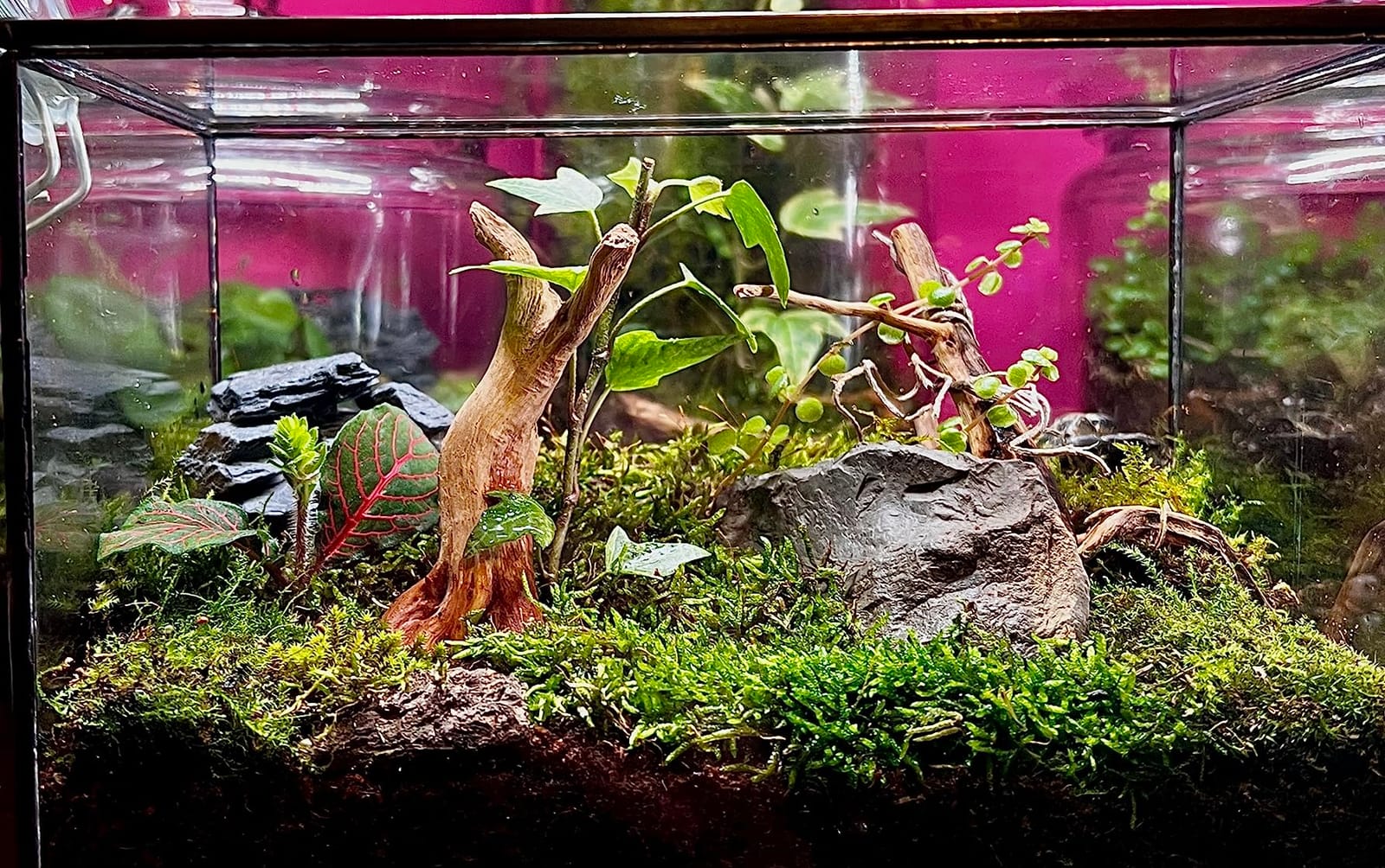 Small Square Glass Terrarium with Lid, 4.3 Inch Clear Glass Planter Box for Moss, Succulents & Air Plants, Mini Fairy Garden Display Case, Black Metal Frame, Indoor Tabletop Plant Decor customer photo 2