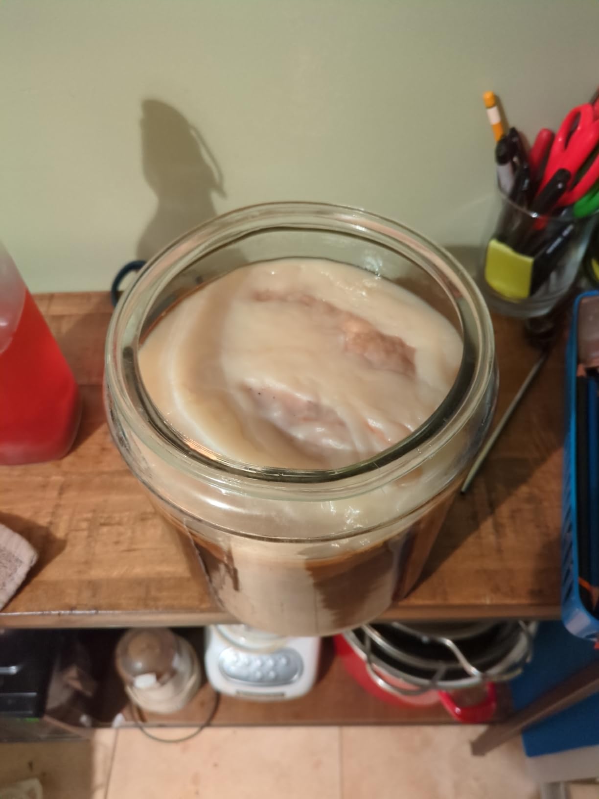 Organic SCOBY Kombucha Starter Kit with Live Culture for Brewing Kombucha Tea - Urban Kitchen customer photo 1